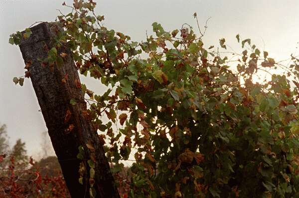 River Ridge Winery - Commerce- Photo of grape vine leaning against a wooden post