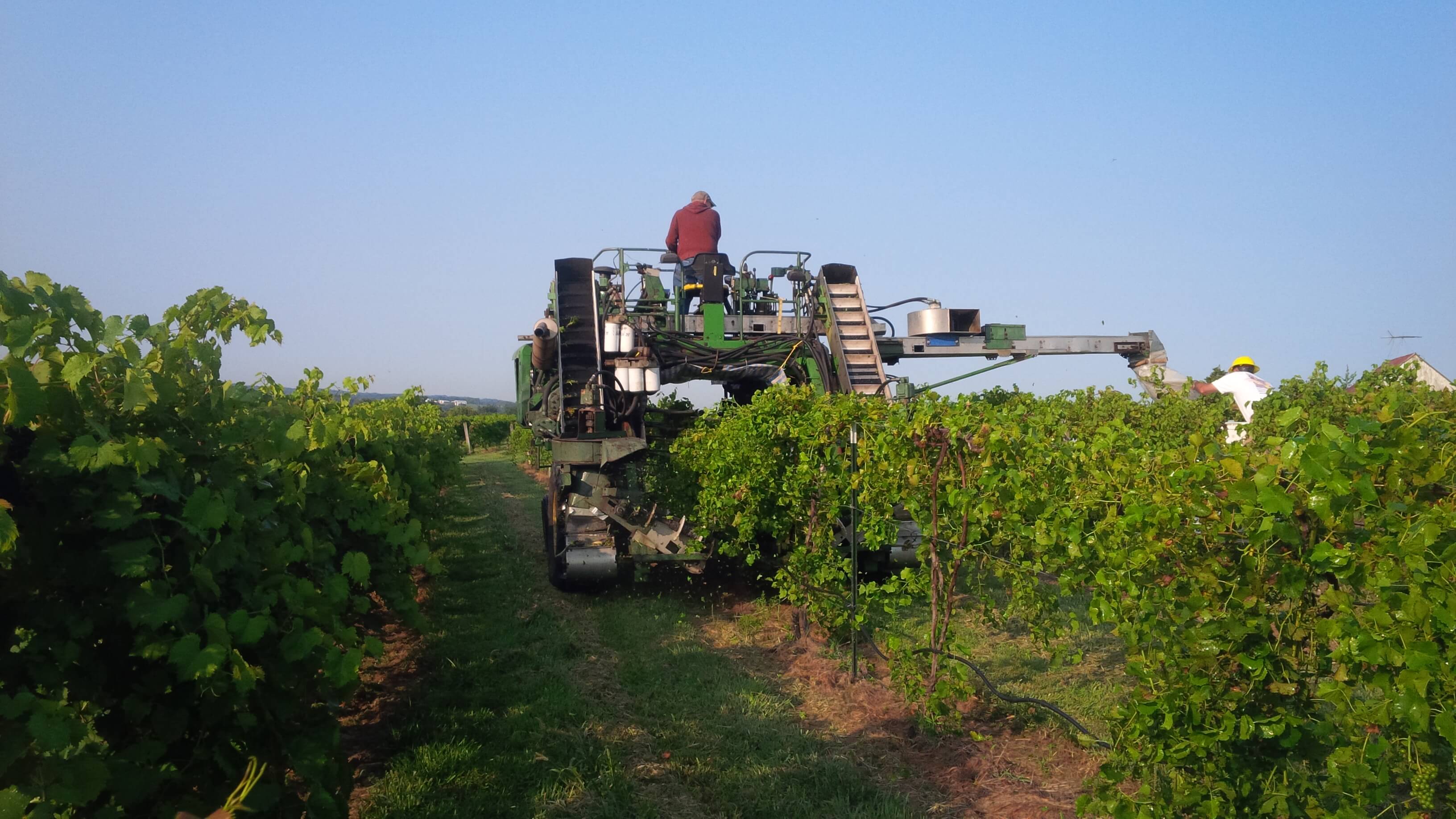 Röbller Vineyard and Winery- A man in a tractor in the grape vine fields.
