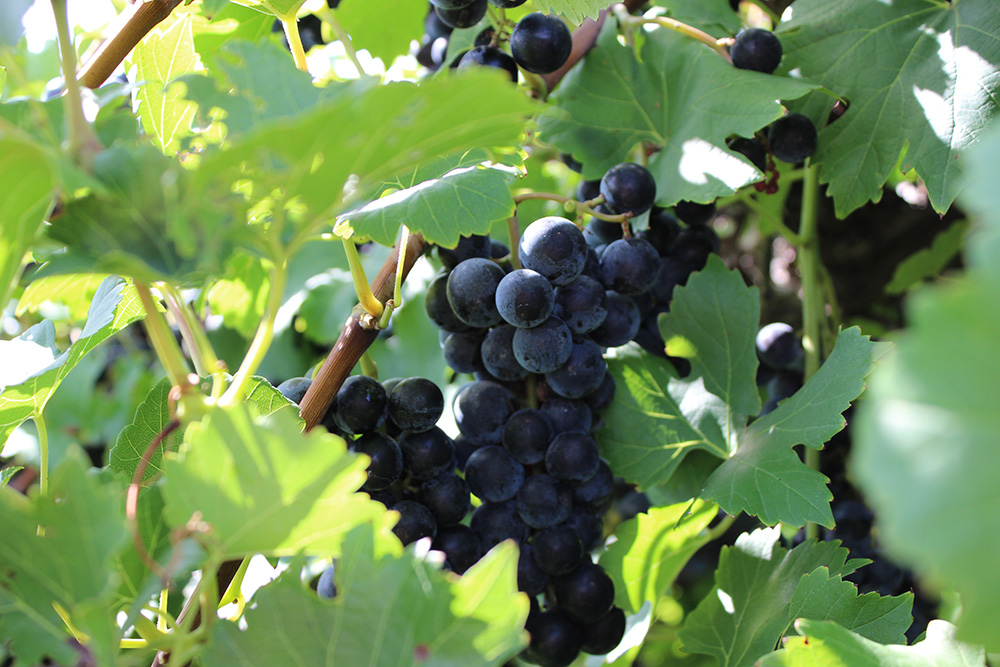 St. James Winery- Close up photo of ripe grapes on a grape vine.