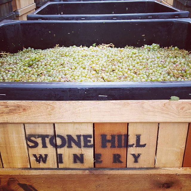 Bins of grapes headed for crush at Stone Hill Winery