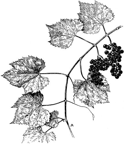 Norton- The Story of an All-American Wine | Historic Sketch of v. aestivalis from the "Manual of American Grape Growing"