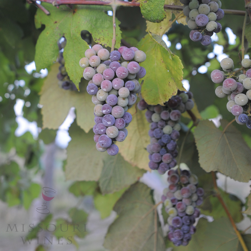 Véraison: A Vineyard’s True Colors | Missouri Wine