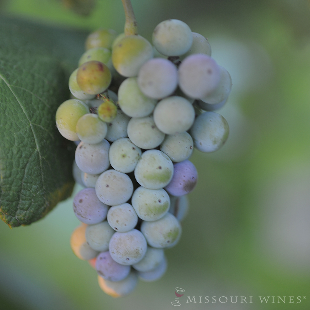 Véraison: A Vineyard’s True Colors | Missouri Wine