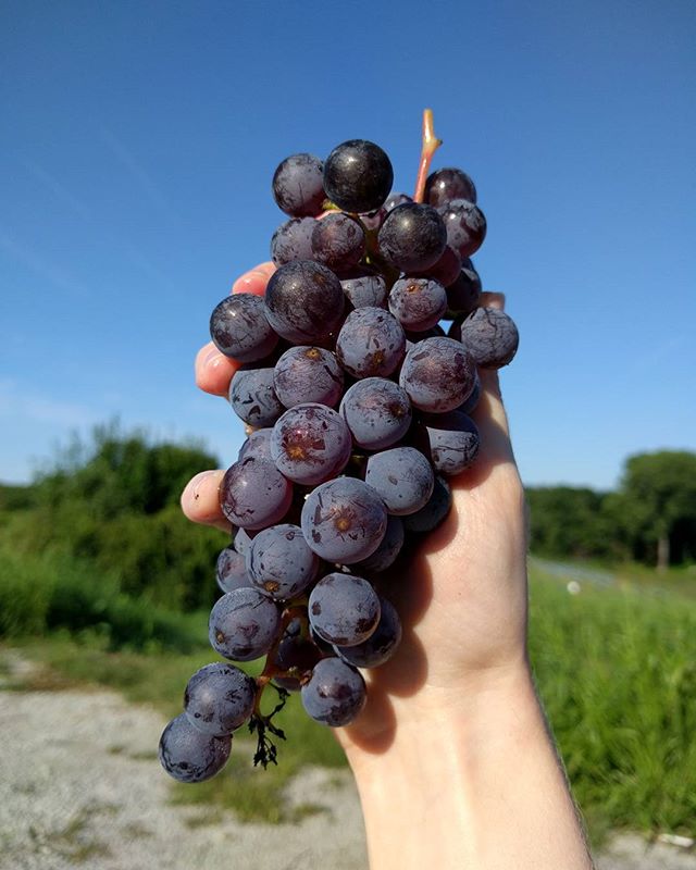 Beautiful bunch of Ellen Scott grapes at Vox Vineyard