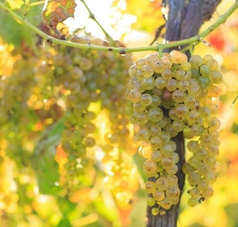 Breathtaking grapes ready for harvest at West Winery