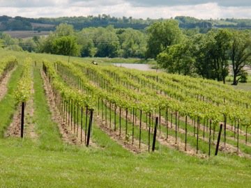Fahrmeier Family Vineyards - vineyard with rows of grapevines on a slightly rolling landscape, with trees and clouds in the background.