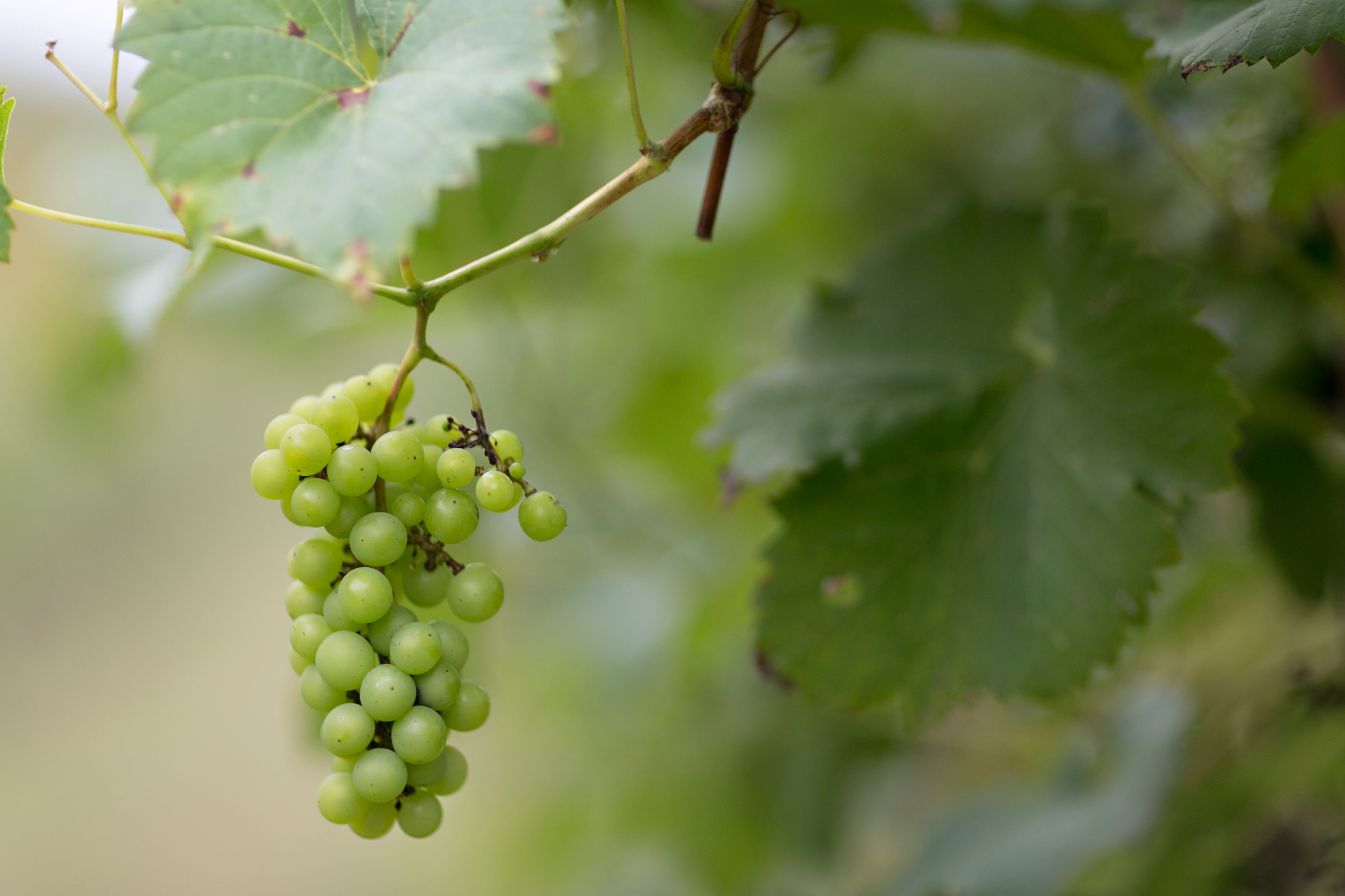 Secrets of Sustainability in the Vineyards