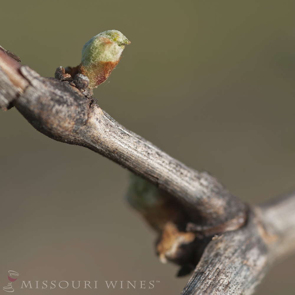 Bud Break: Spring in the Vineyards 
