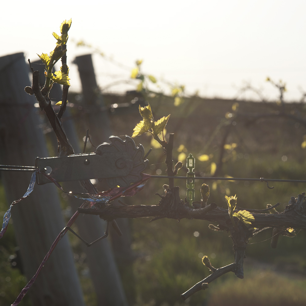 New Life in the Vineyards: Bud Break