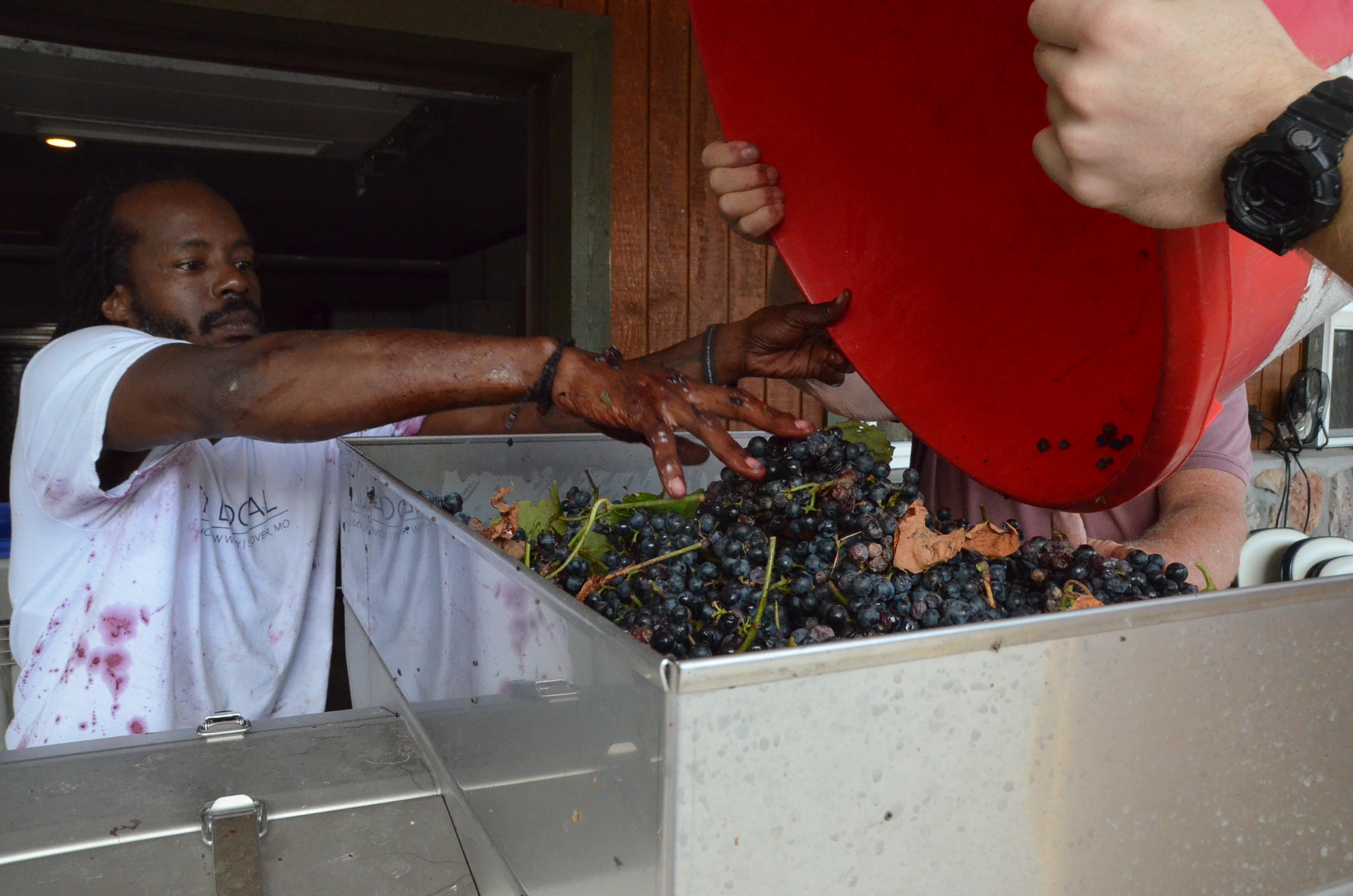 Harvesting Norton with Dale Hollow Winery