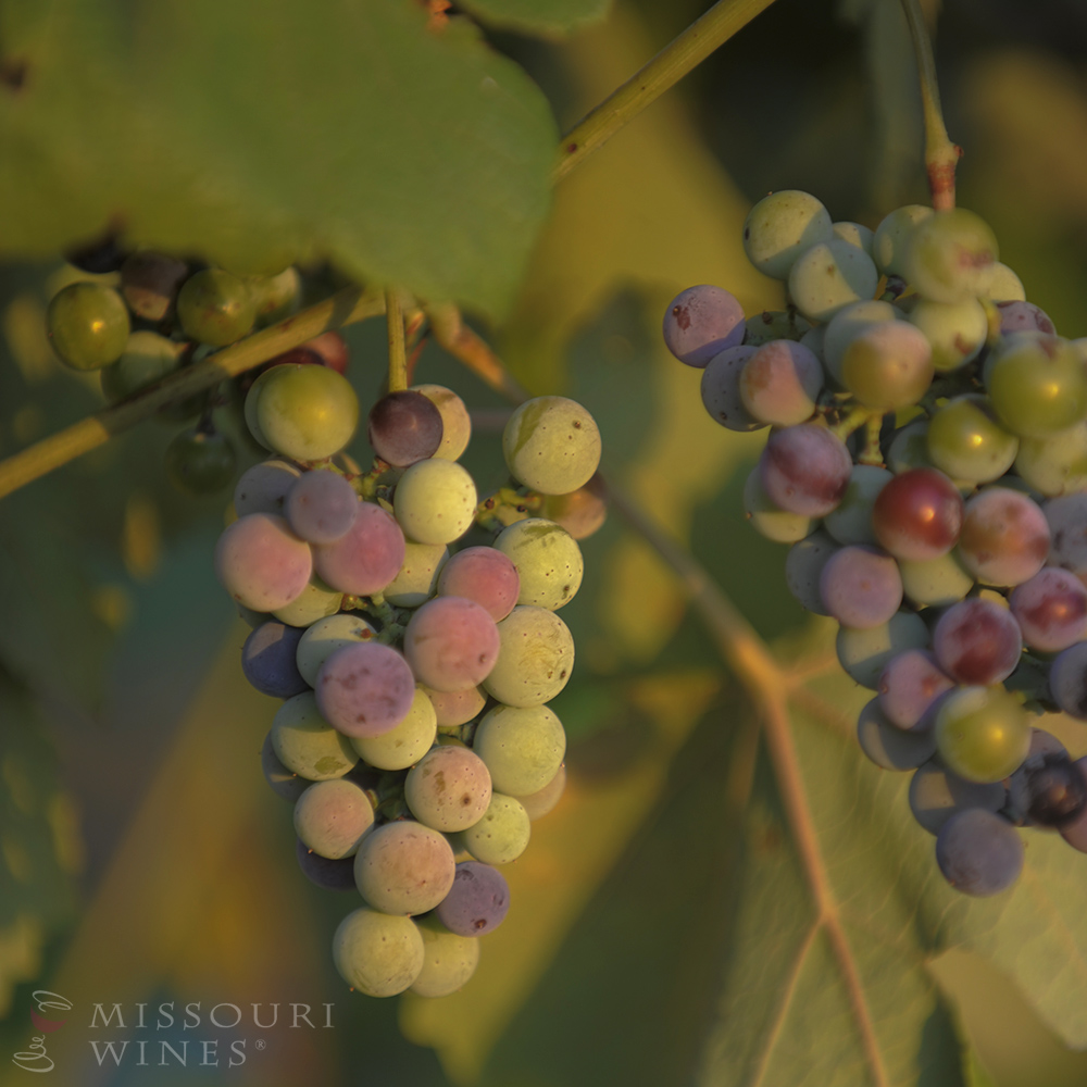 Véraison: A Vineyard’s True Colors 