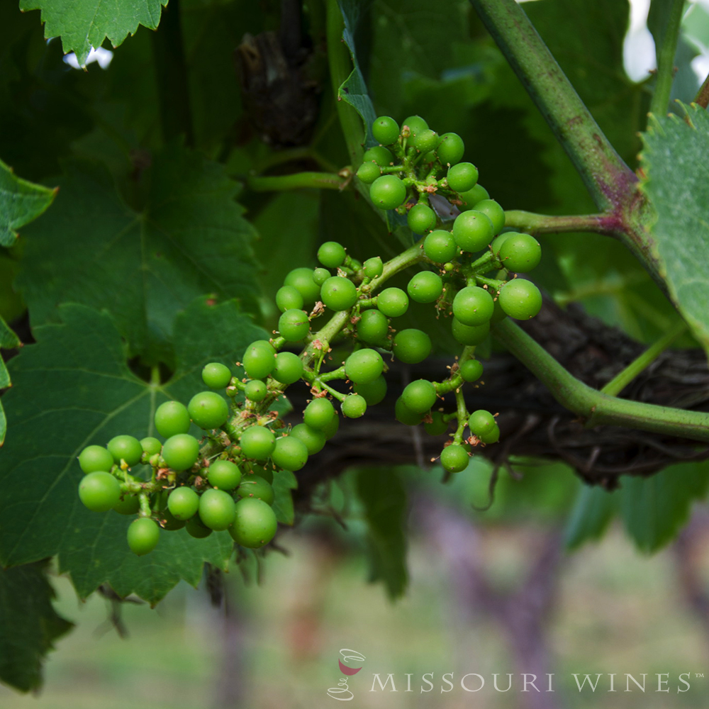 The Grapes Appear- Fruit Set | MO Wine
