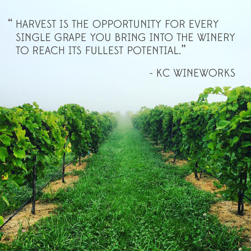 The Meaning of Harvest in MO Wine Country