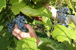 Harvest in Missouri Wine Country