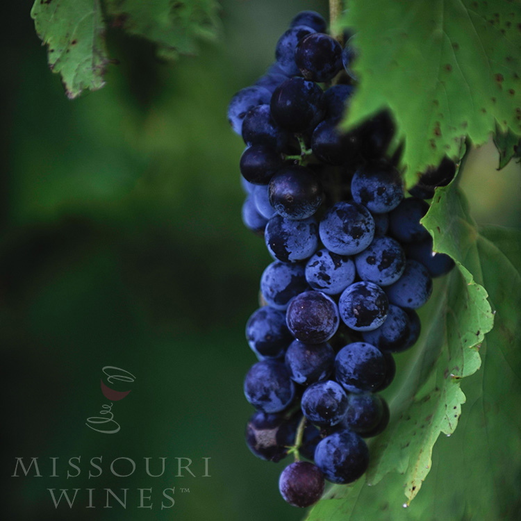 Meet the Grapes of Missouri