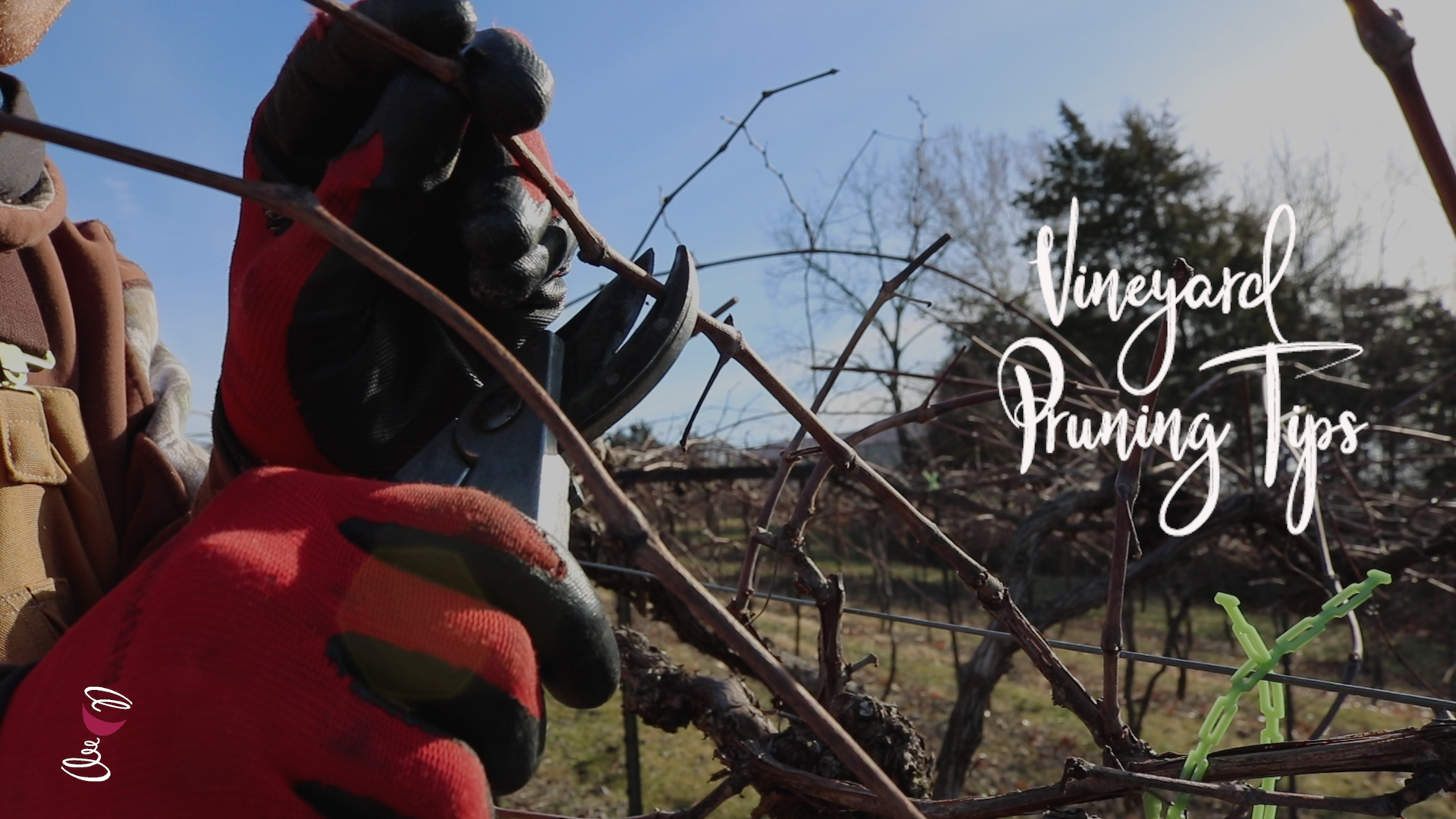 Pruning Missouri's Vineyards 