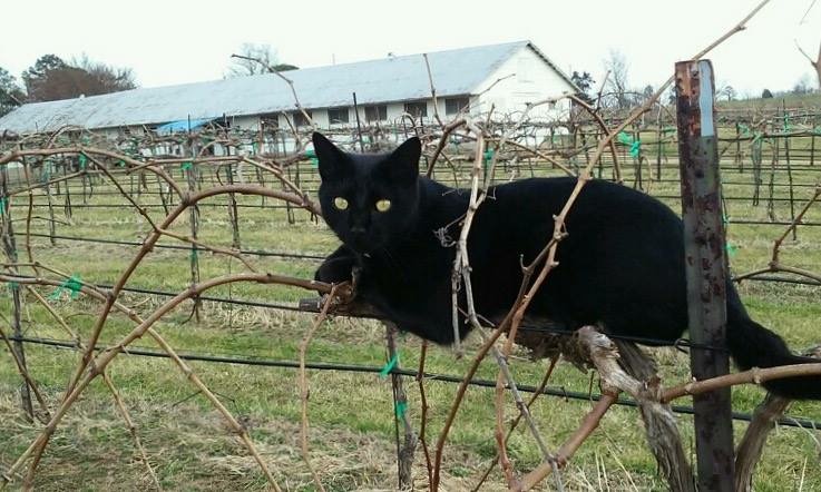 Wineries with Furry Friends