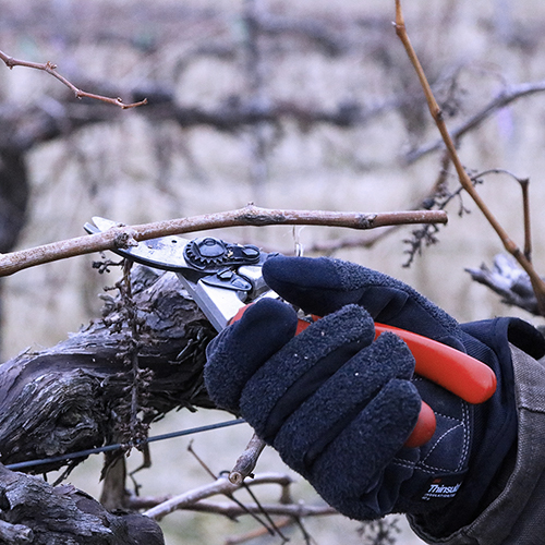 Pruning in the Vineyard
