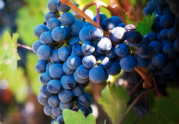 7 Fast Facts About Concord Grapes