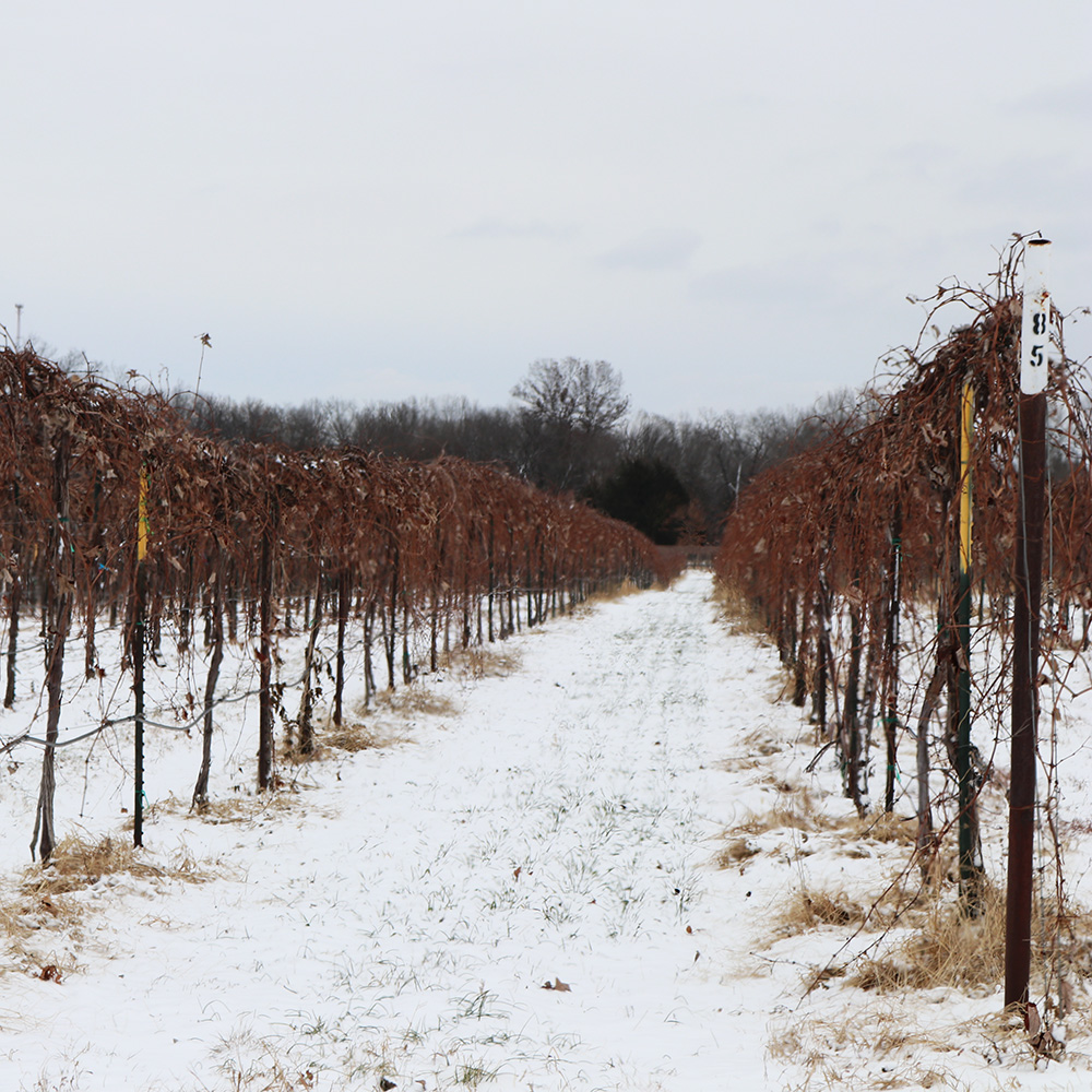 Winter Wonderland in MO Wine Country