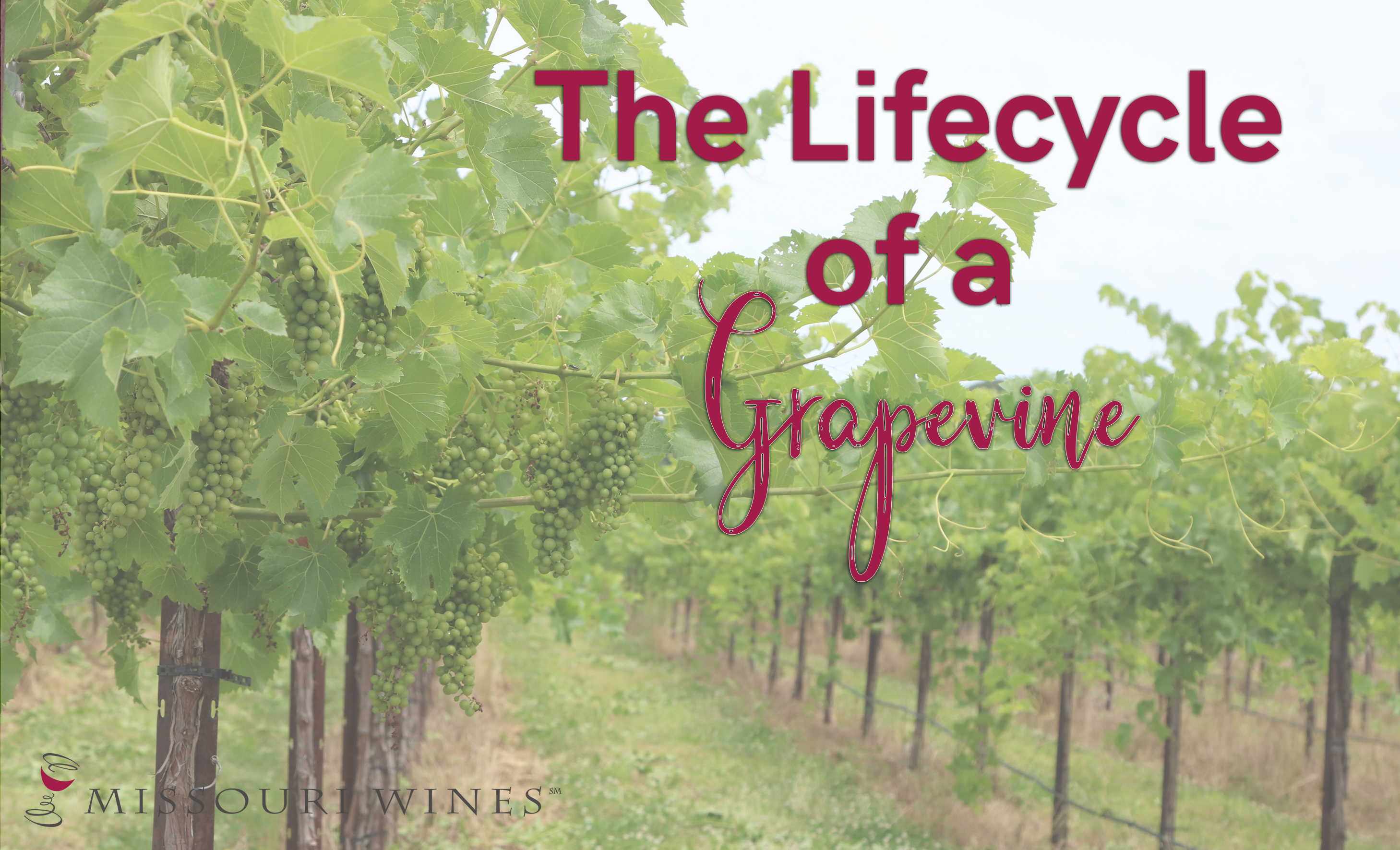 The Lifecycle of a Grapevine