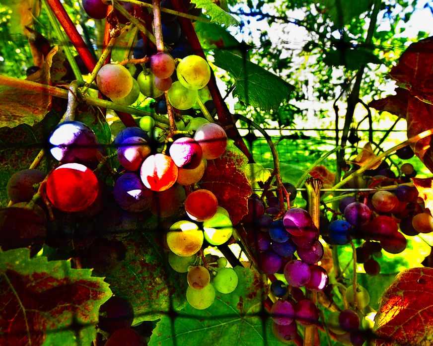 Waiting to Become Wine