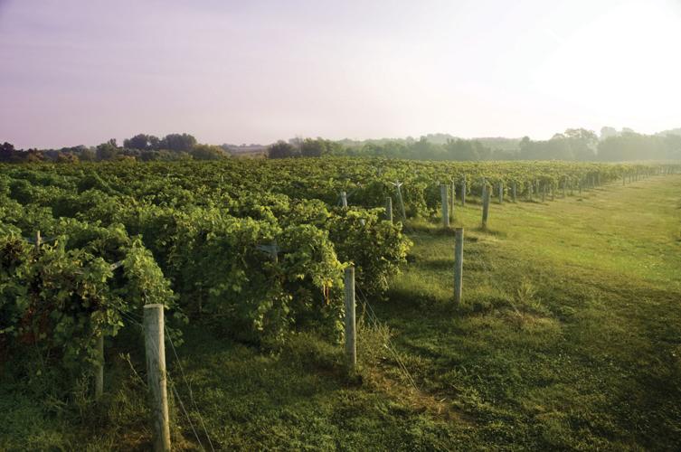 Vineyards at Baltimore Bend