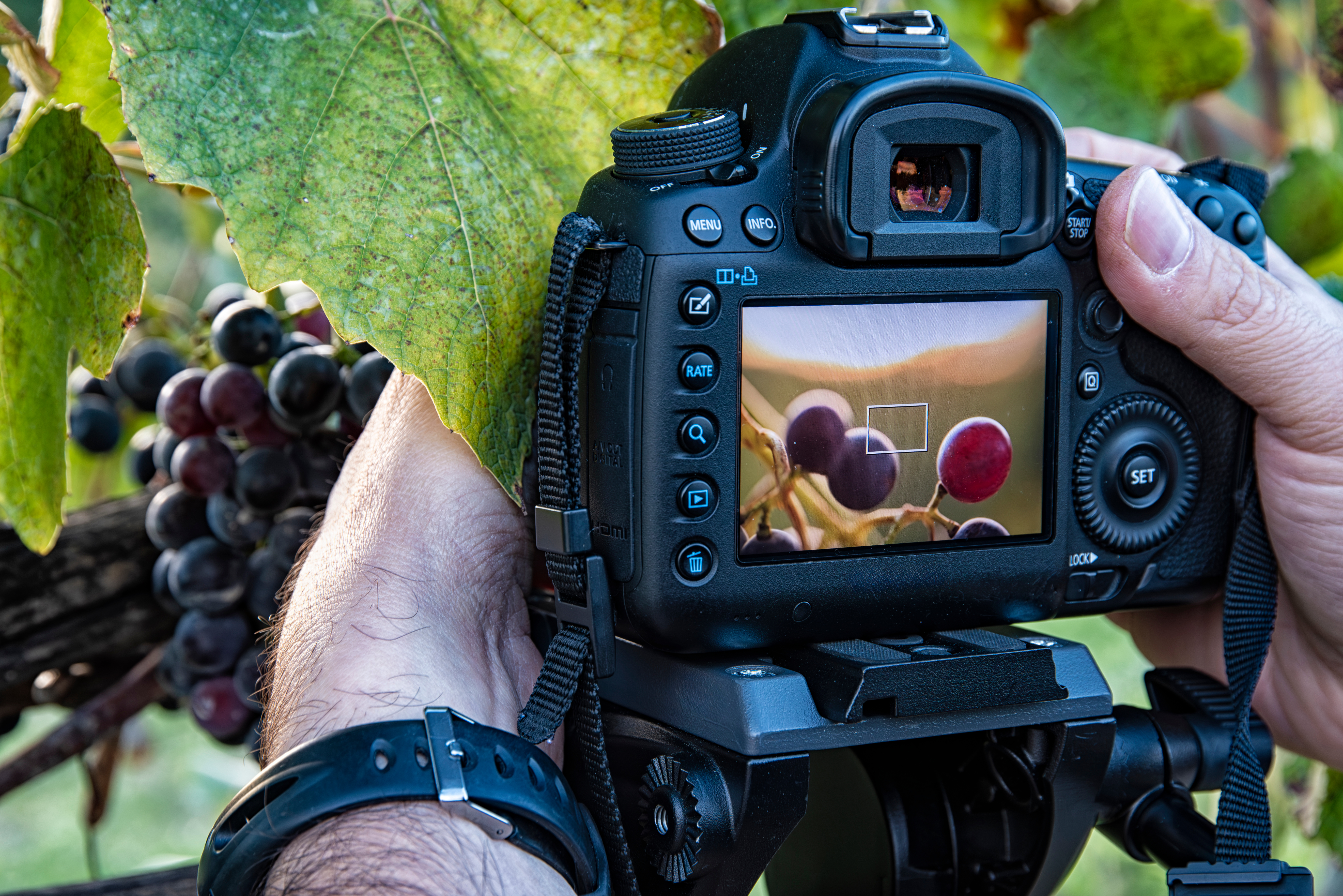 Photo of taking a photo of grapes