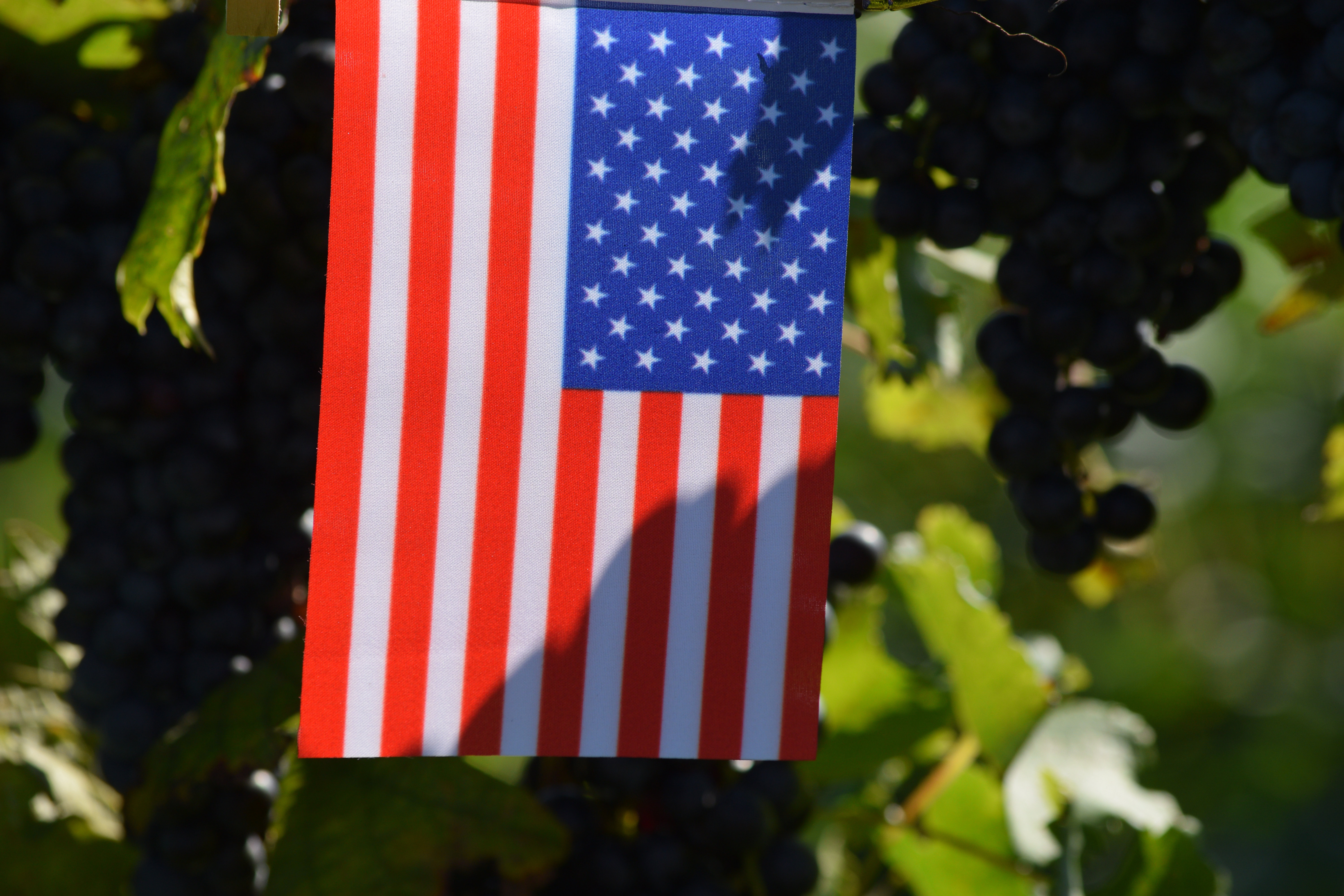 flag in vineyards