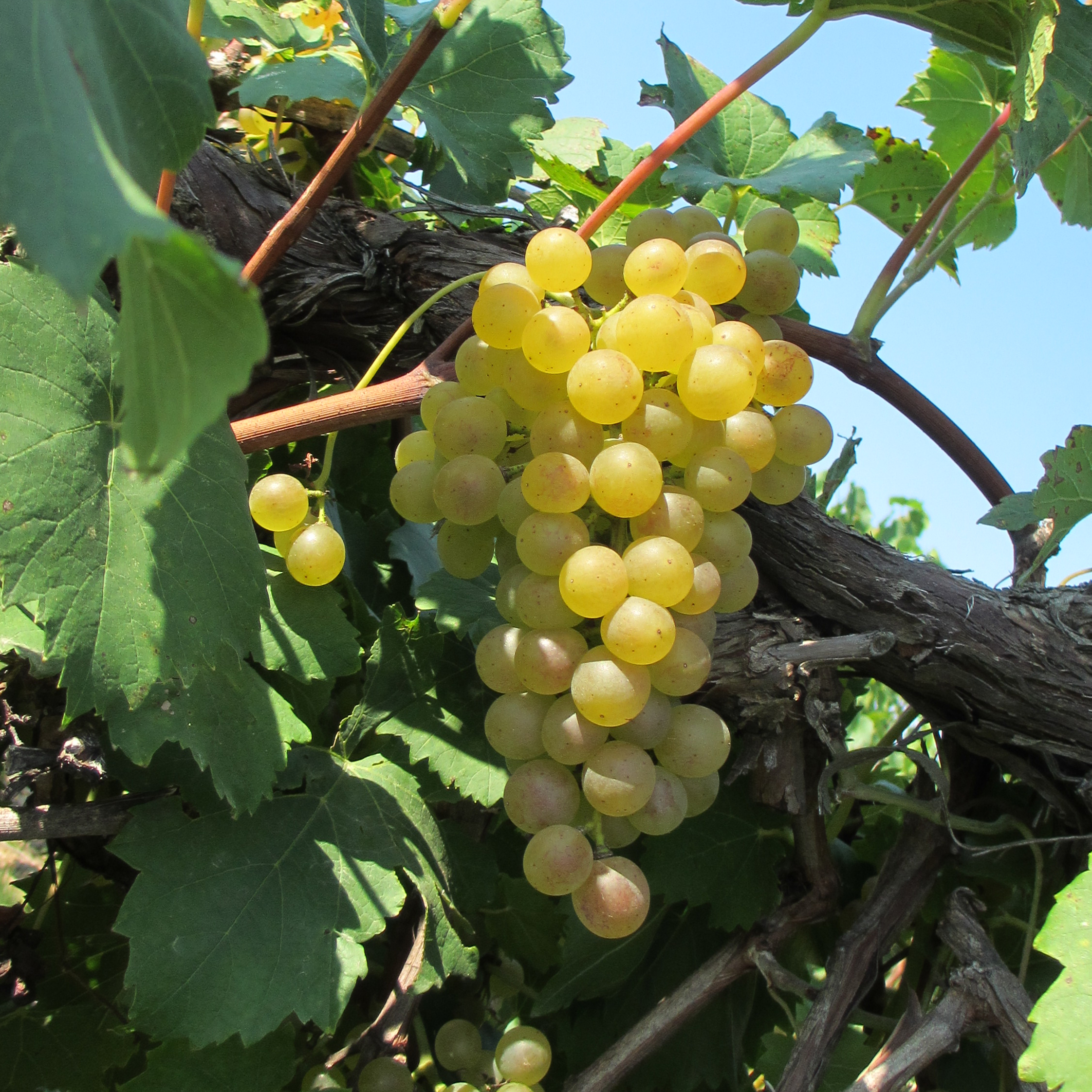 Chardonel grapes on the vine.