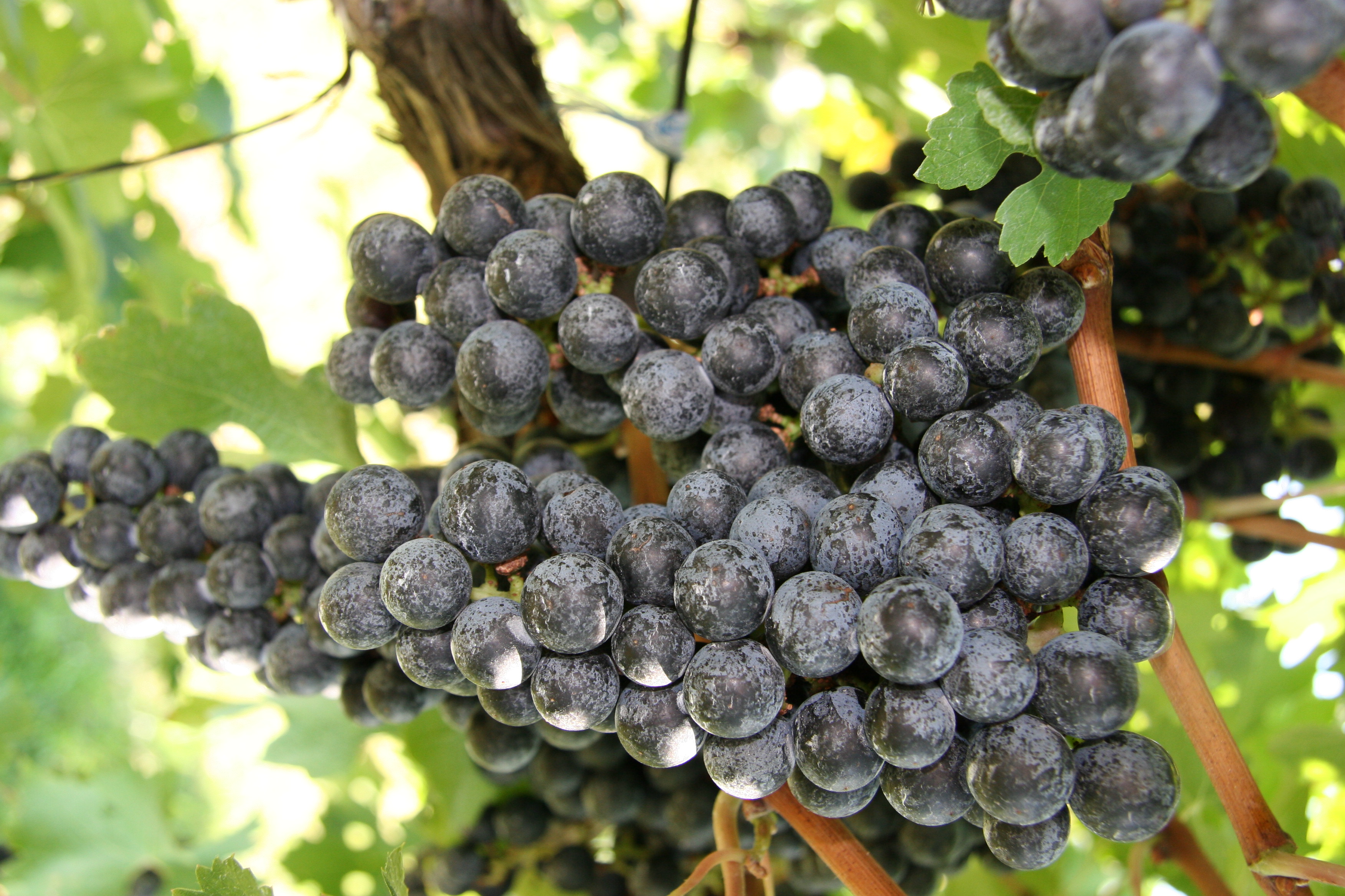 Concord Grapes on a vine