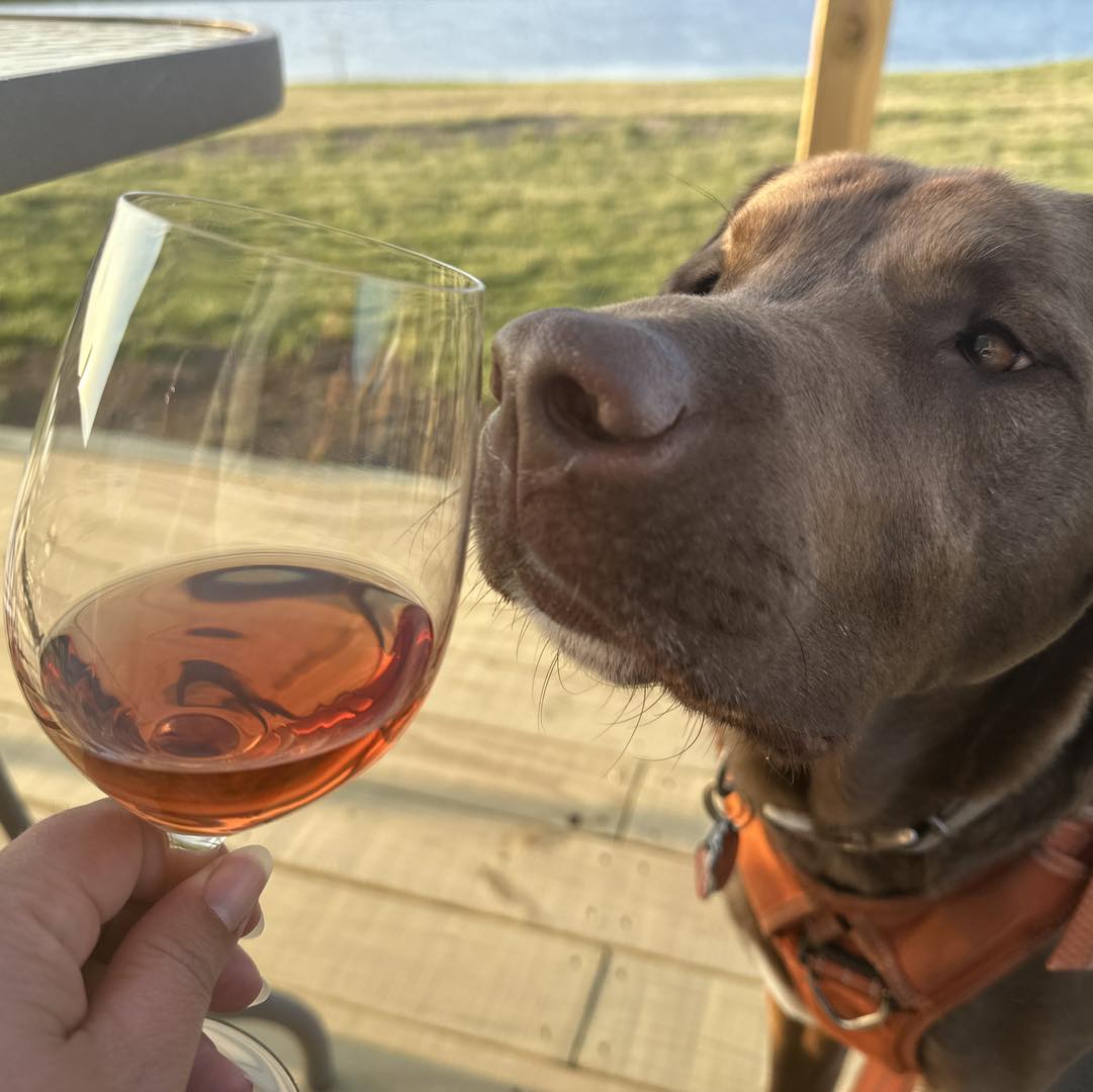 Cooper the pup at Musket Cellars and Vineyard