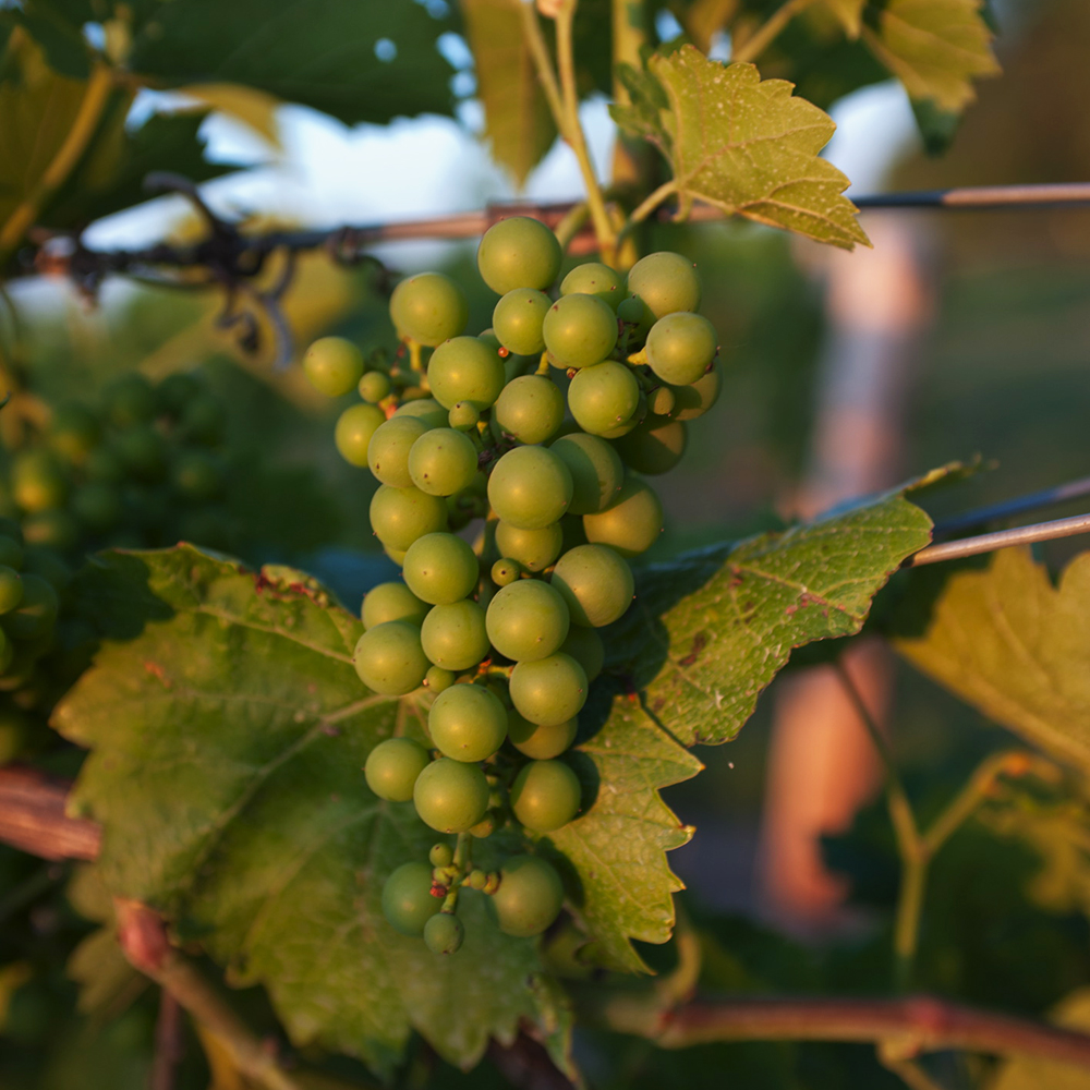 Grapes on a vine going through fruit set.