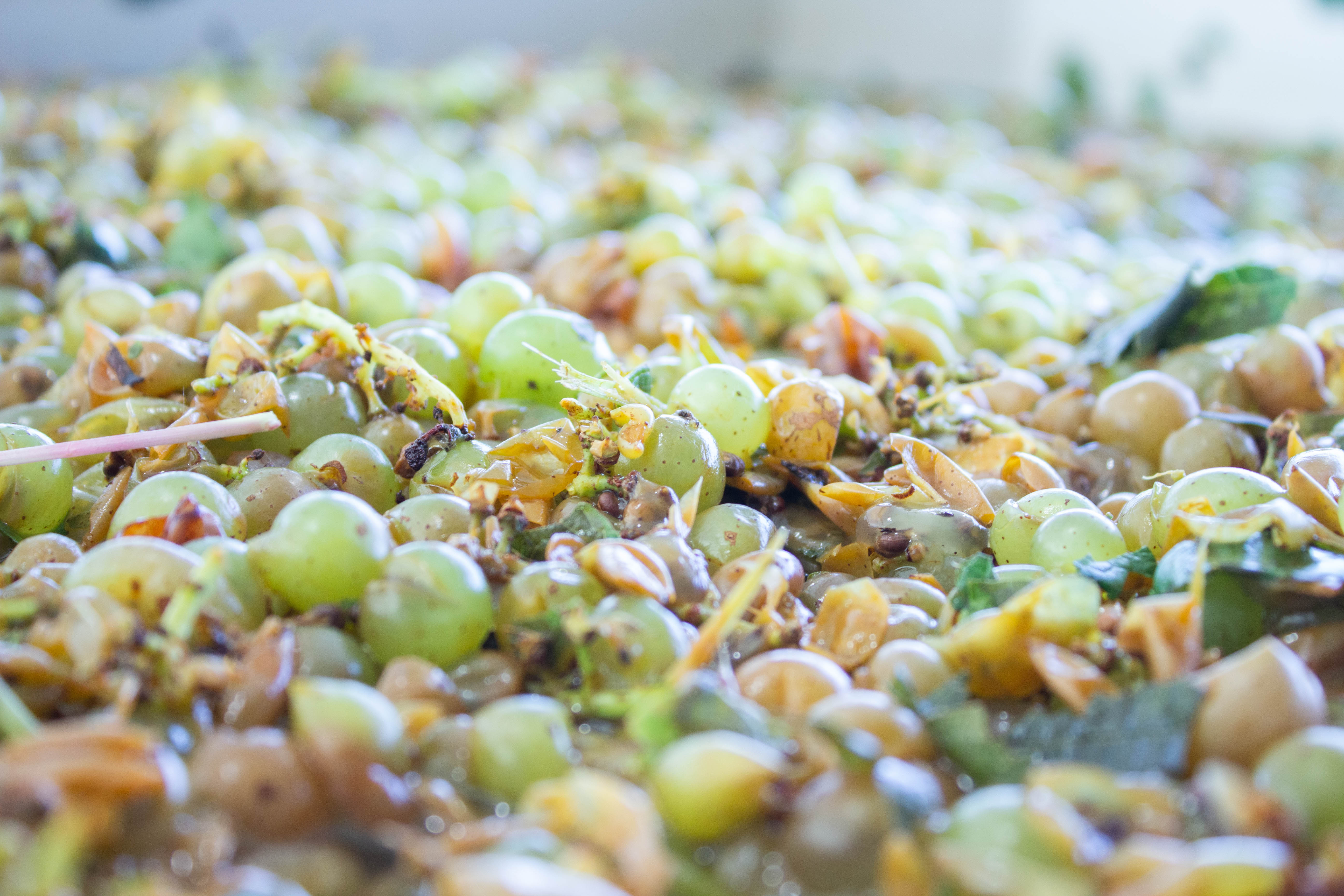 Green wine grapes before crush