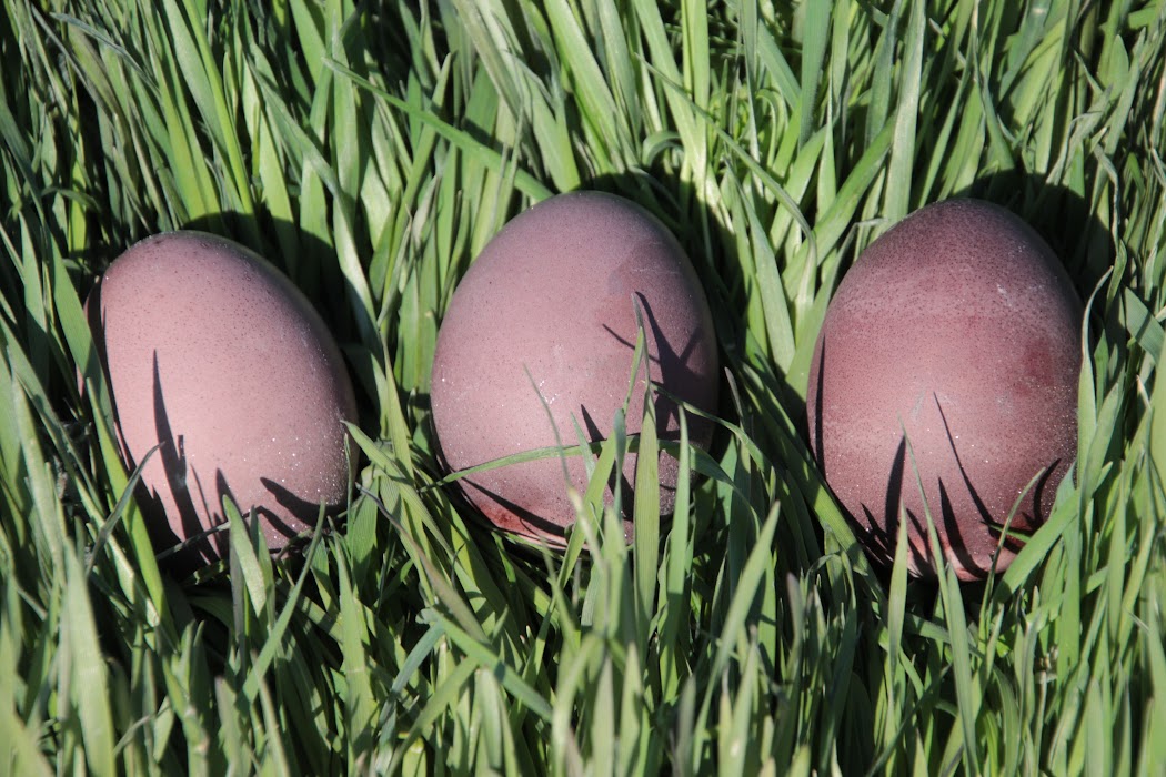 wine dyed eggs