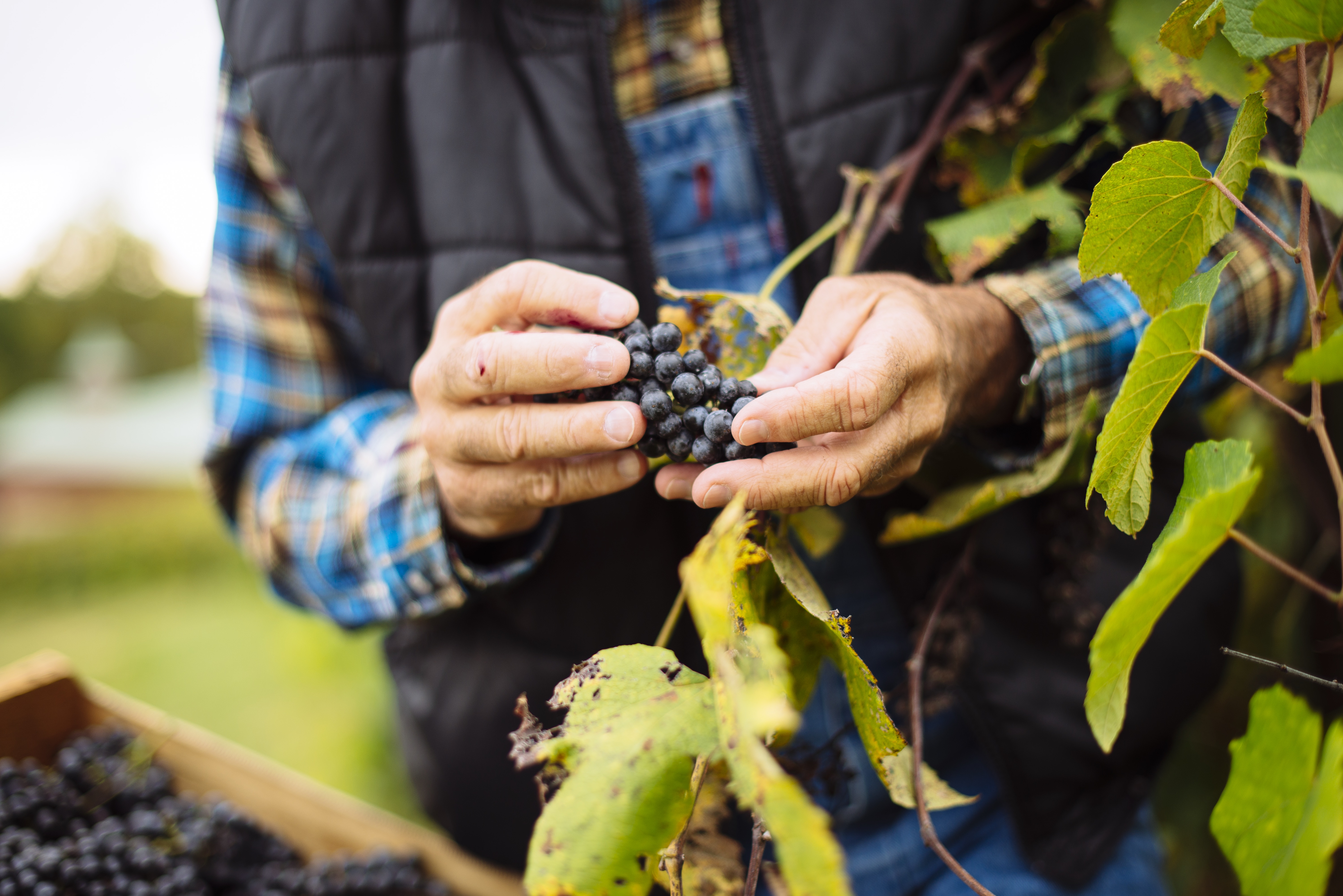 man holding a cluster of grapes in his hand