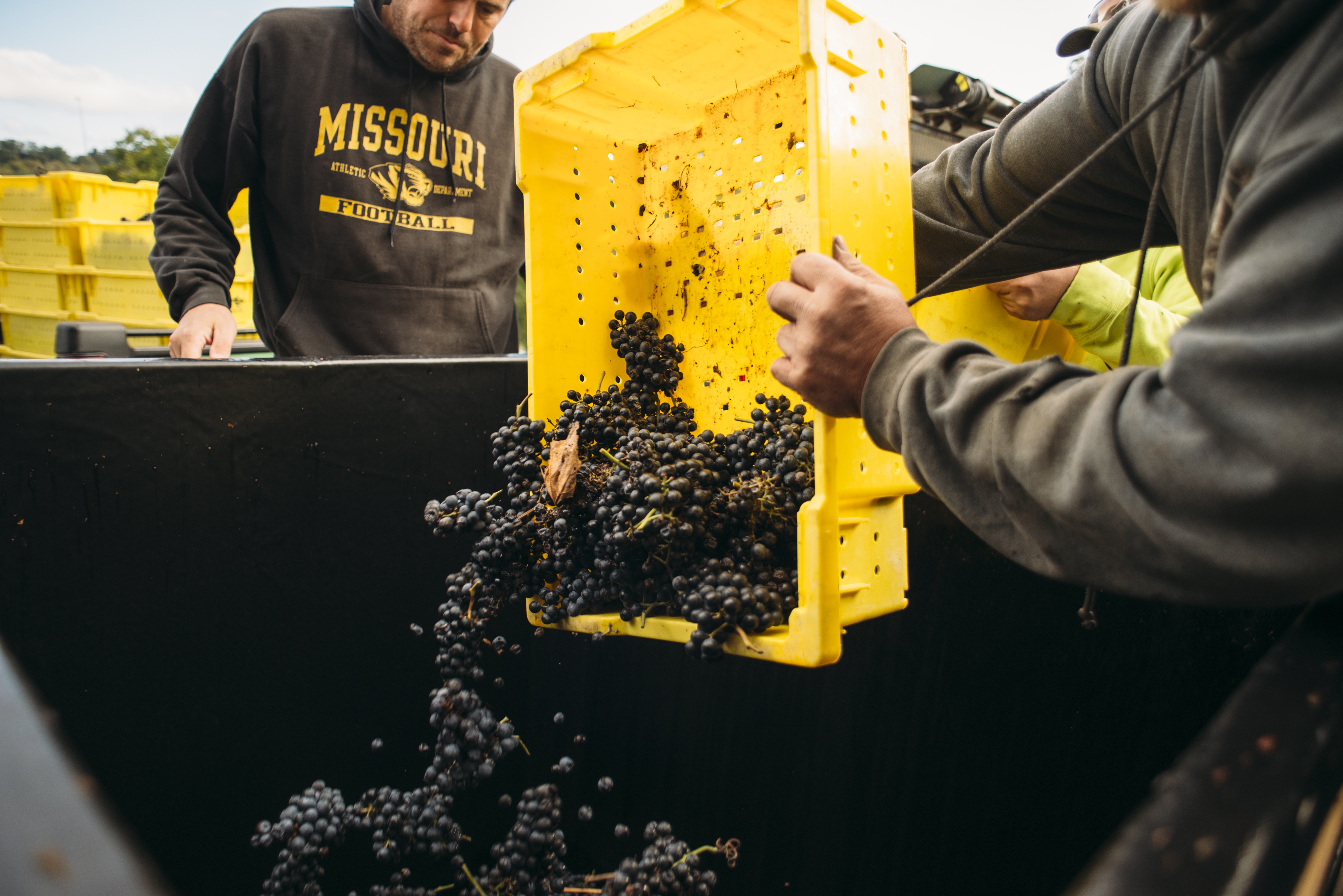 two men dumping grapes into a large container
