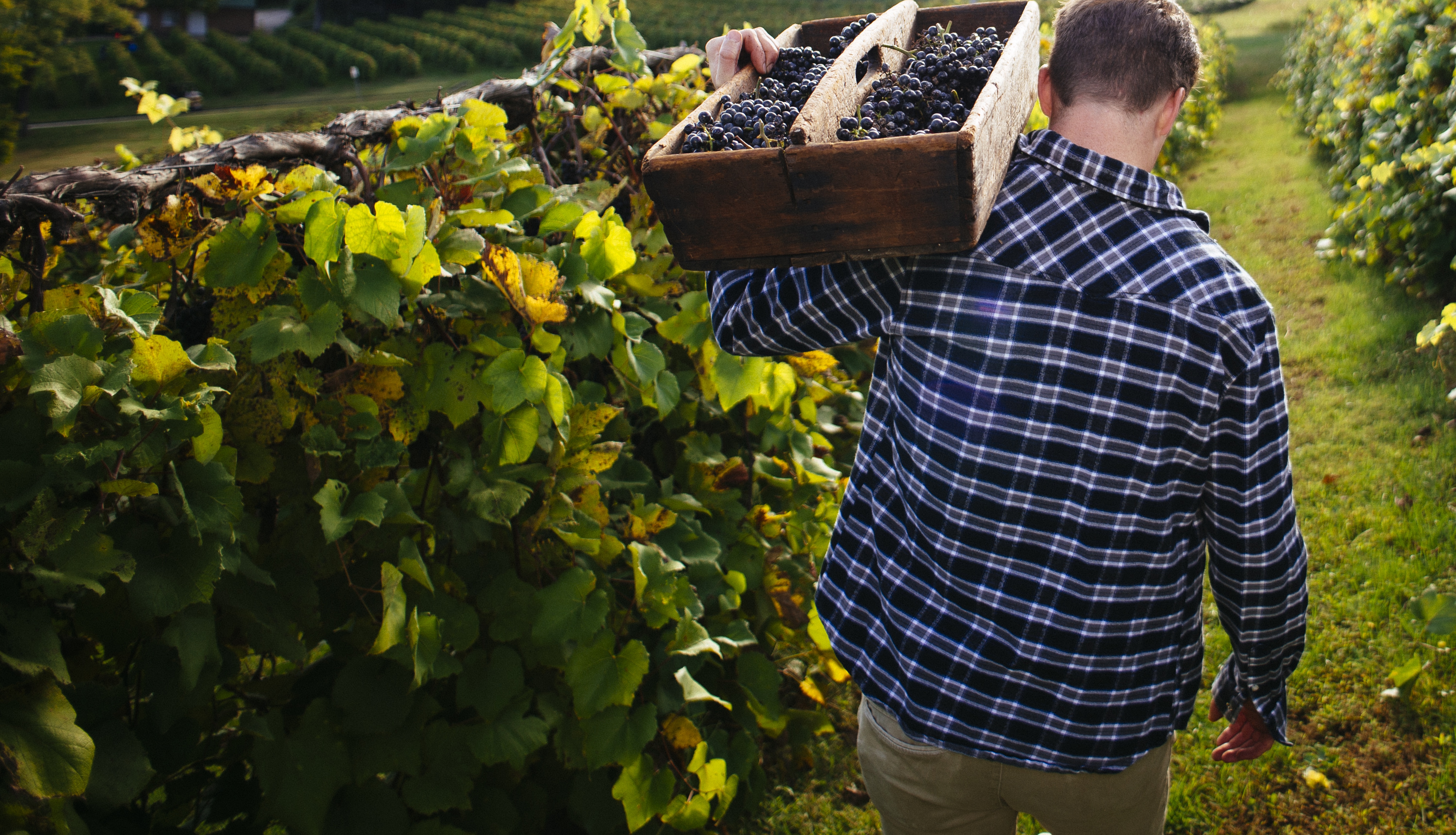 man walking away from the camera through the vineyard carrying a crate of grapes on his shoulder