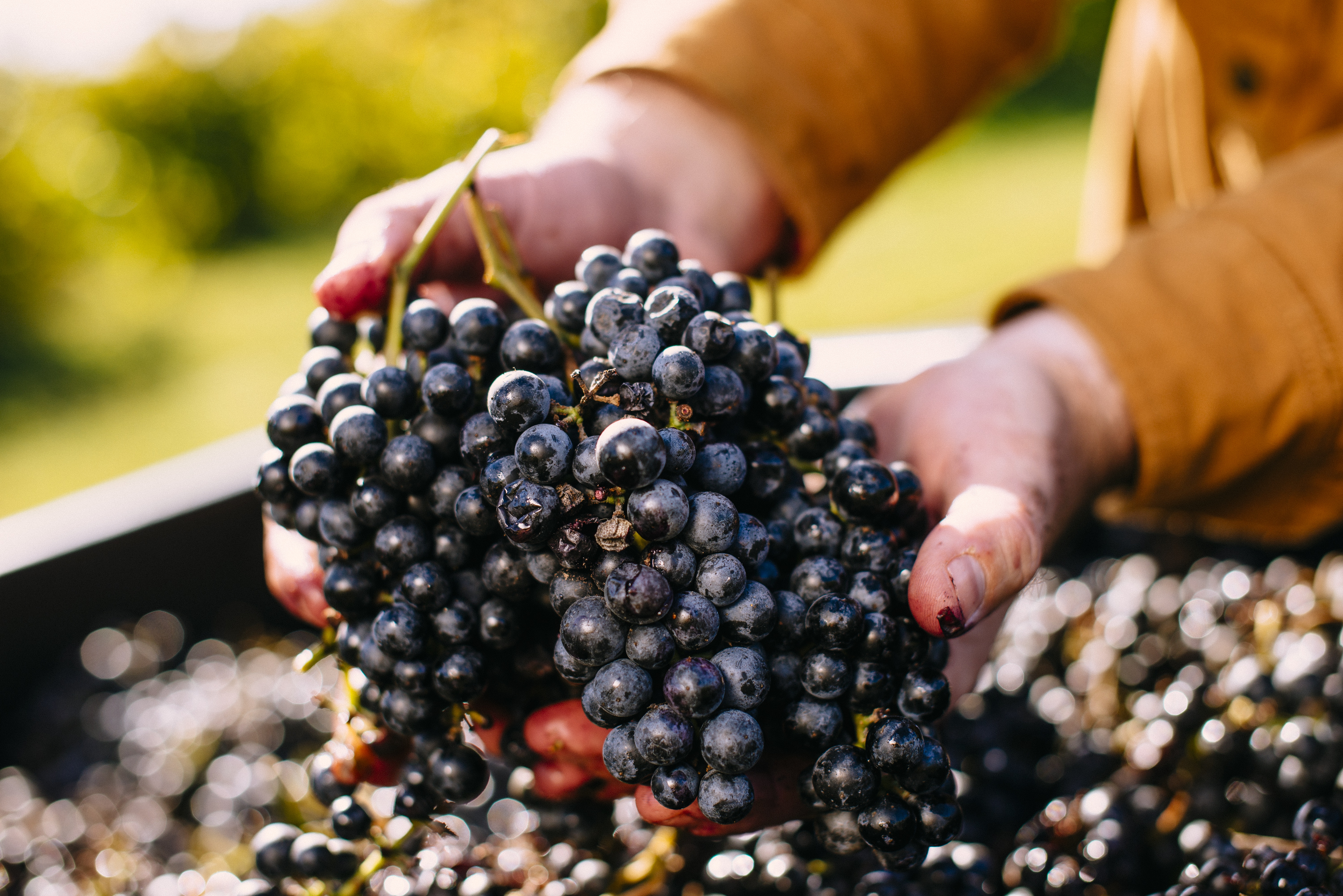 grapes in hands