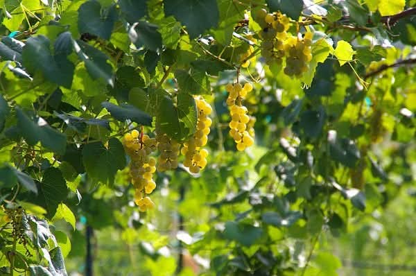 Cayuga White Soaking the Sun