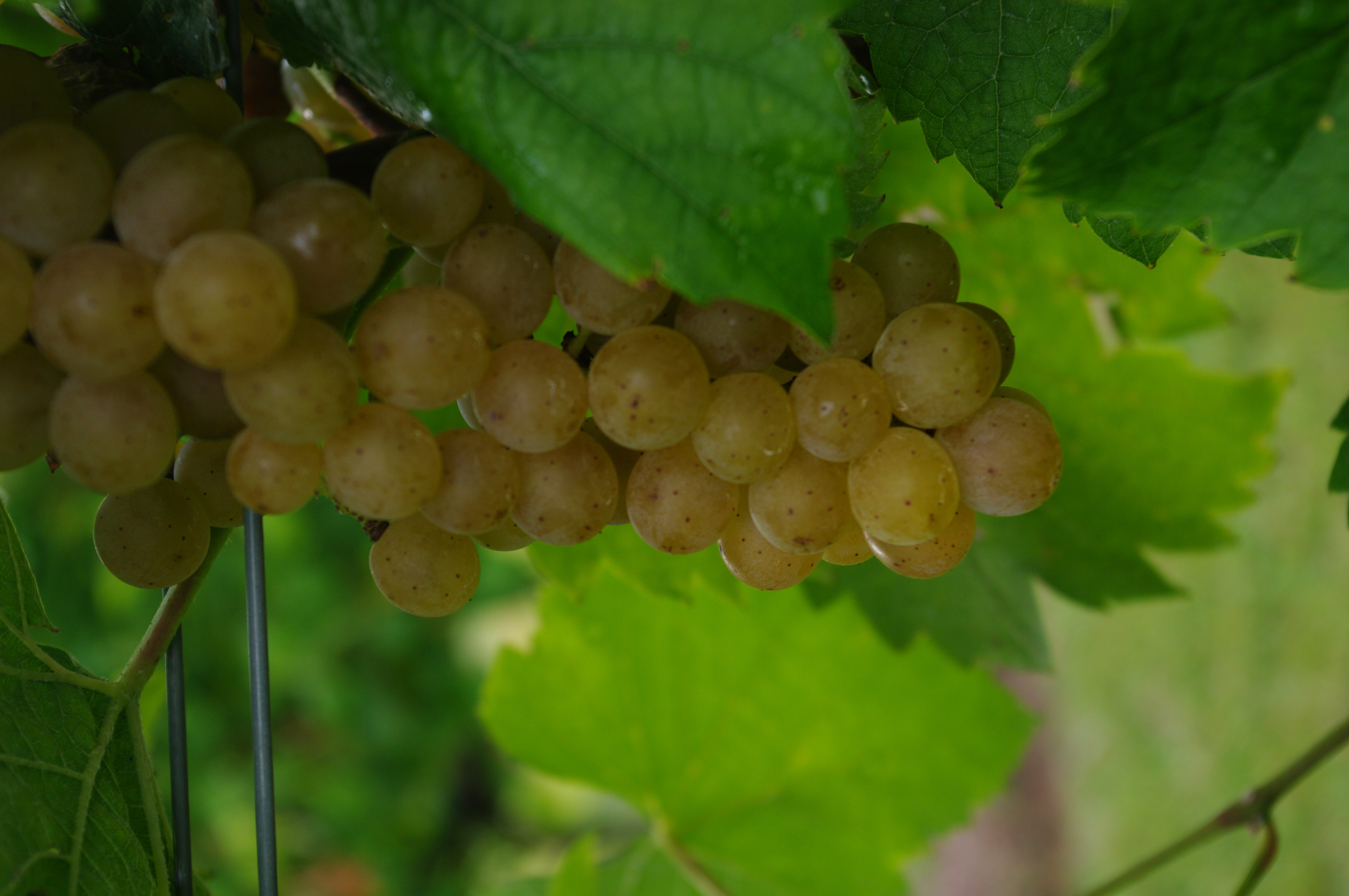 Grapes
