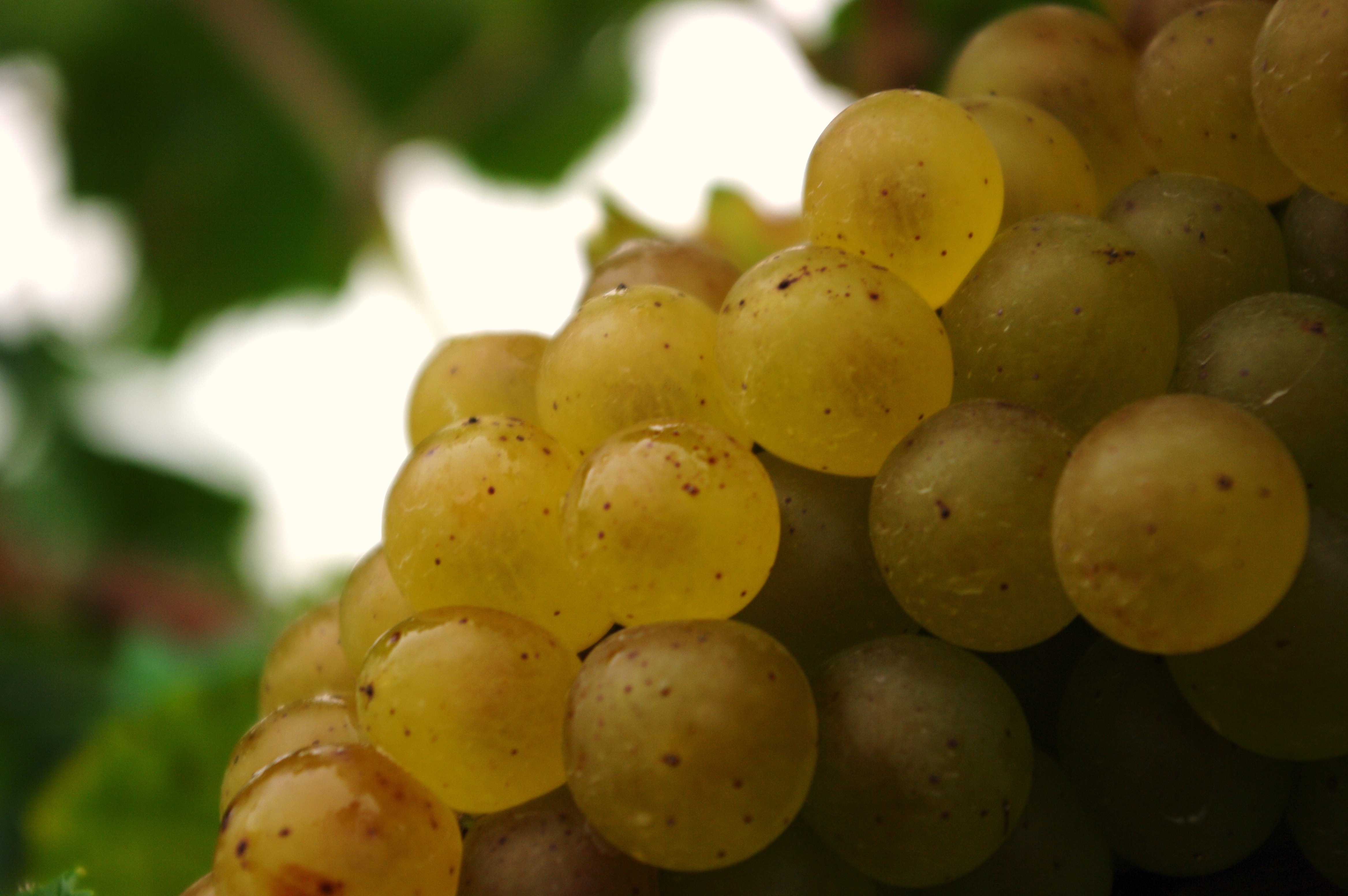 Chardonel Grapes