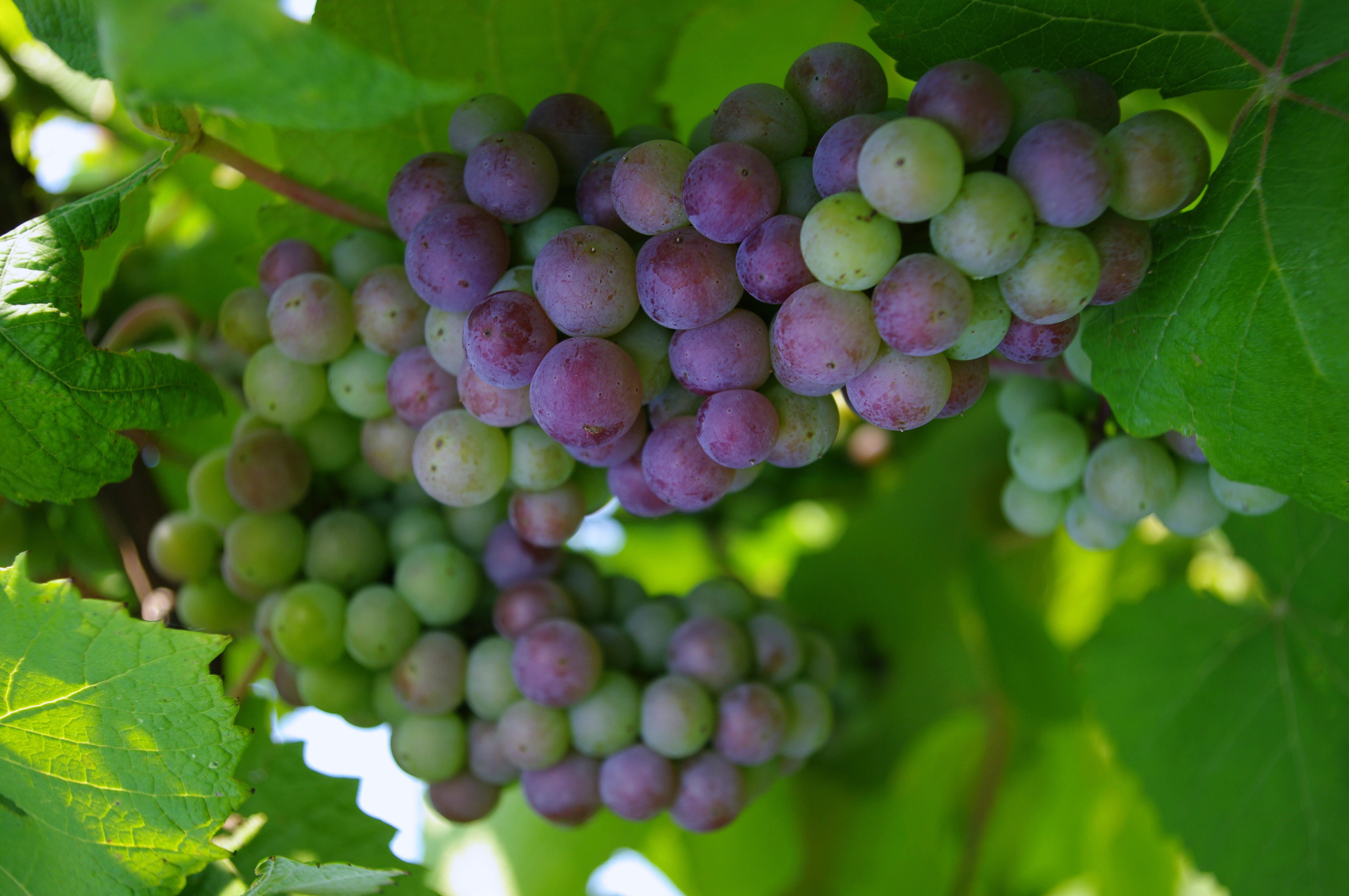 Wine grapes