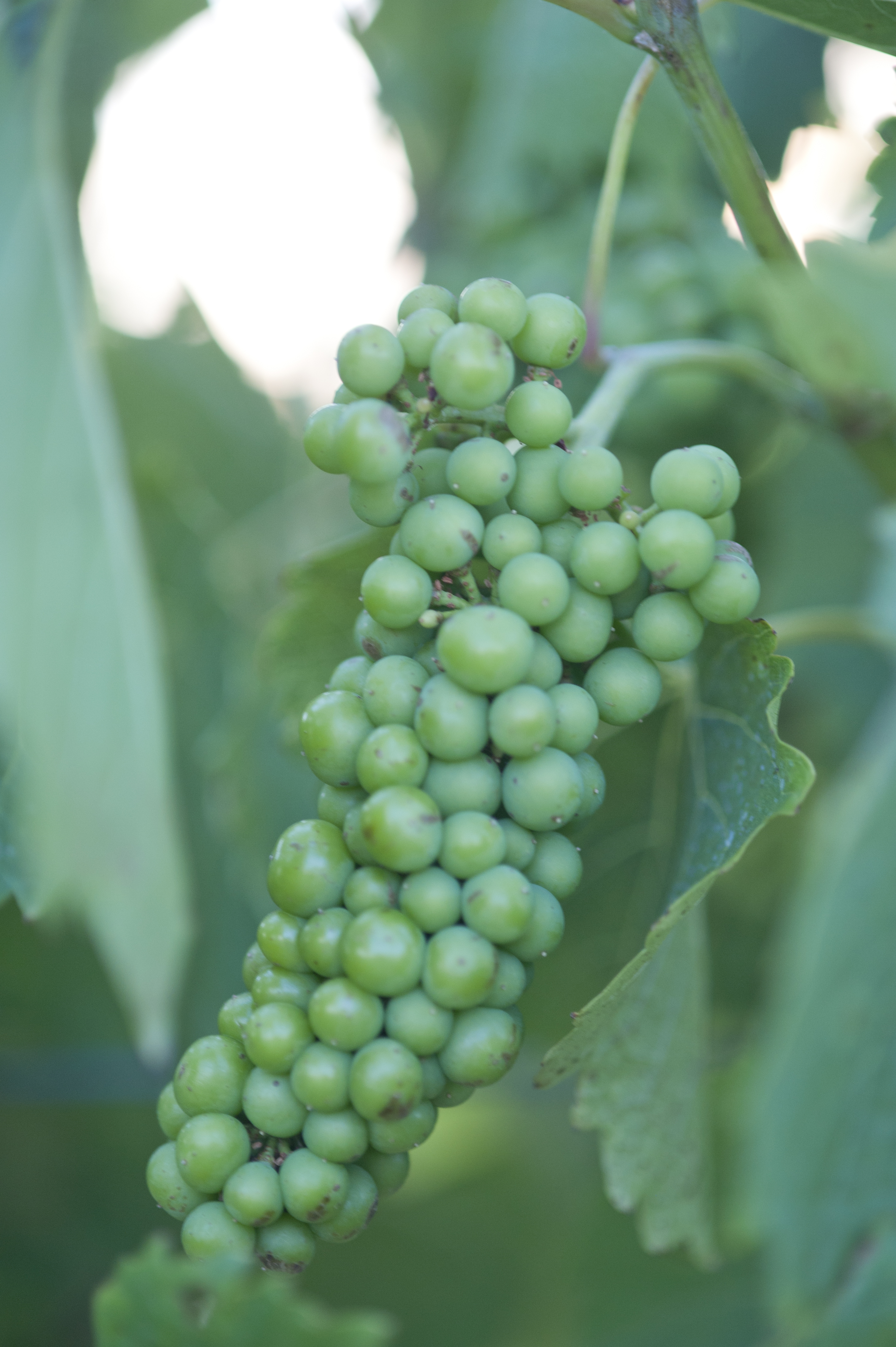 Vignoles grapes
