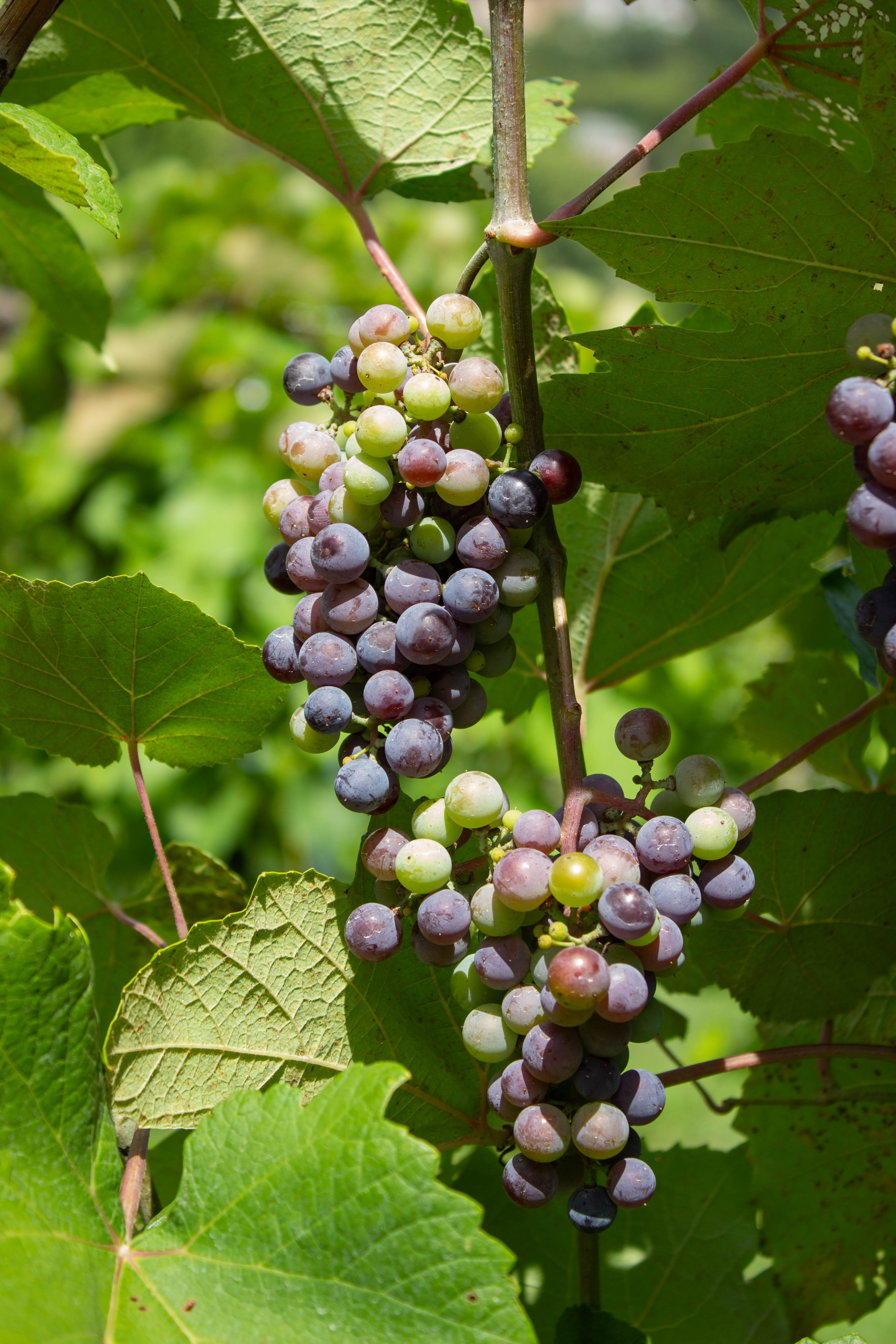 Veraison