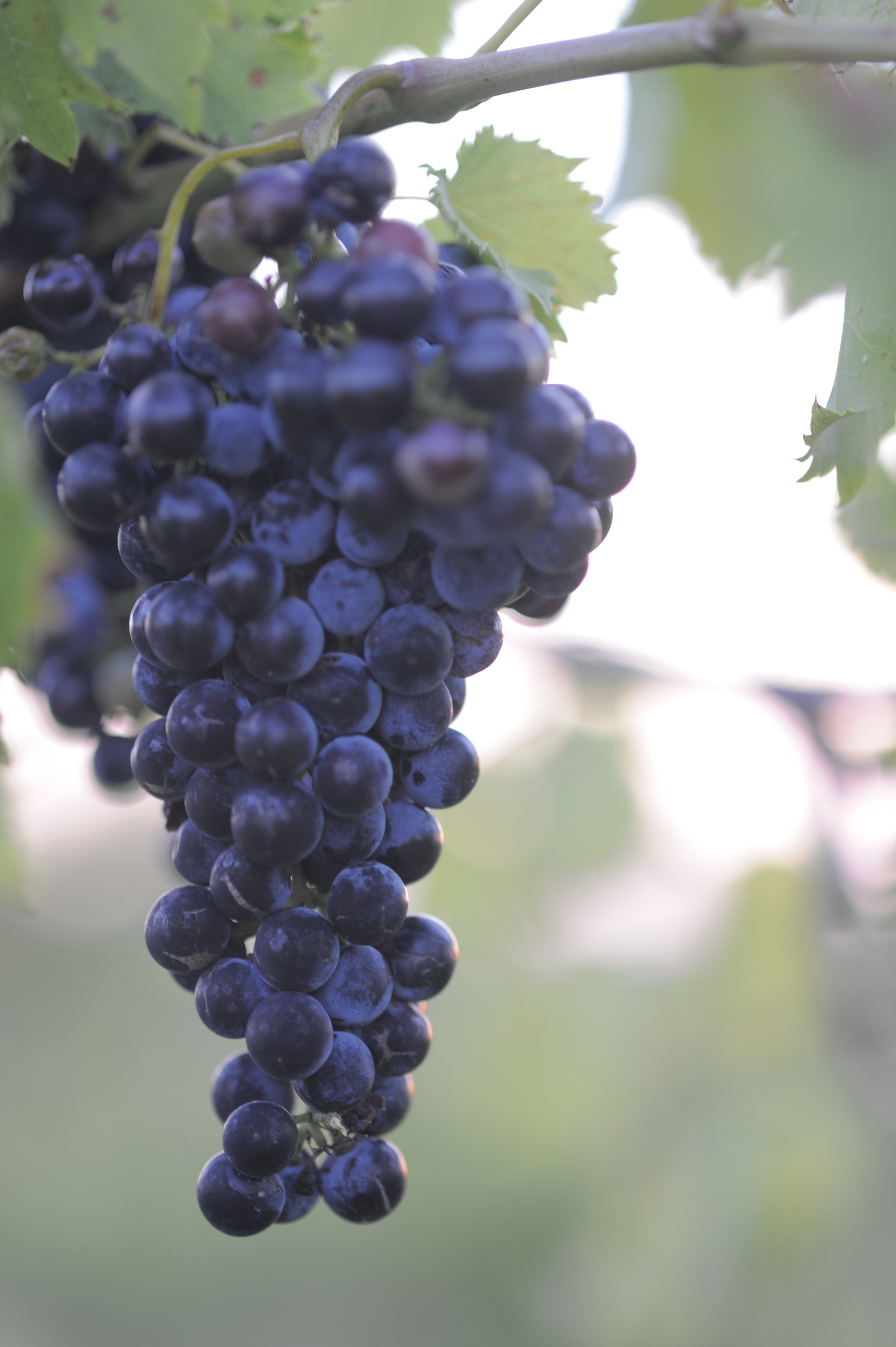 Chamboucin grape cluster