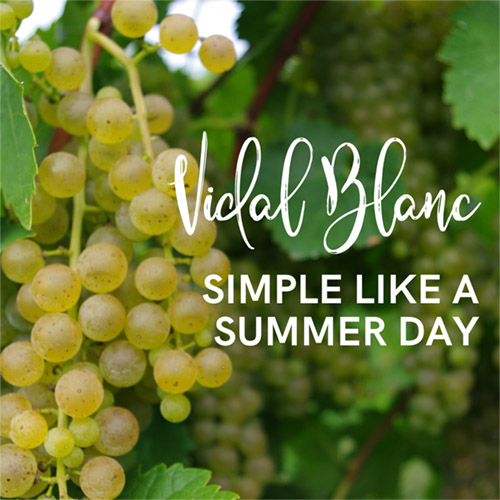 Vidal Blanc - Simple like a summer day