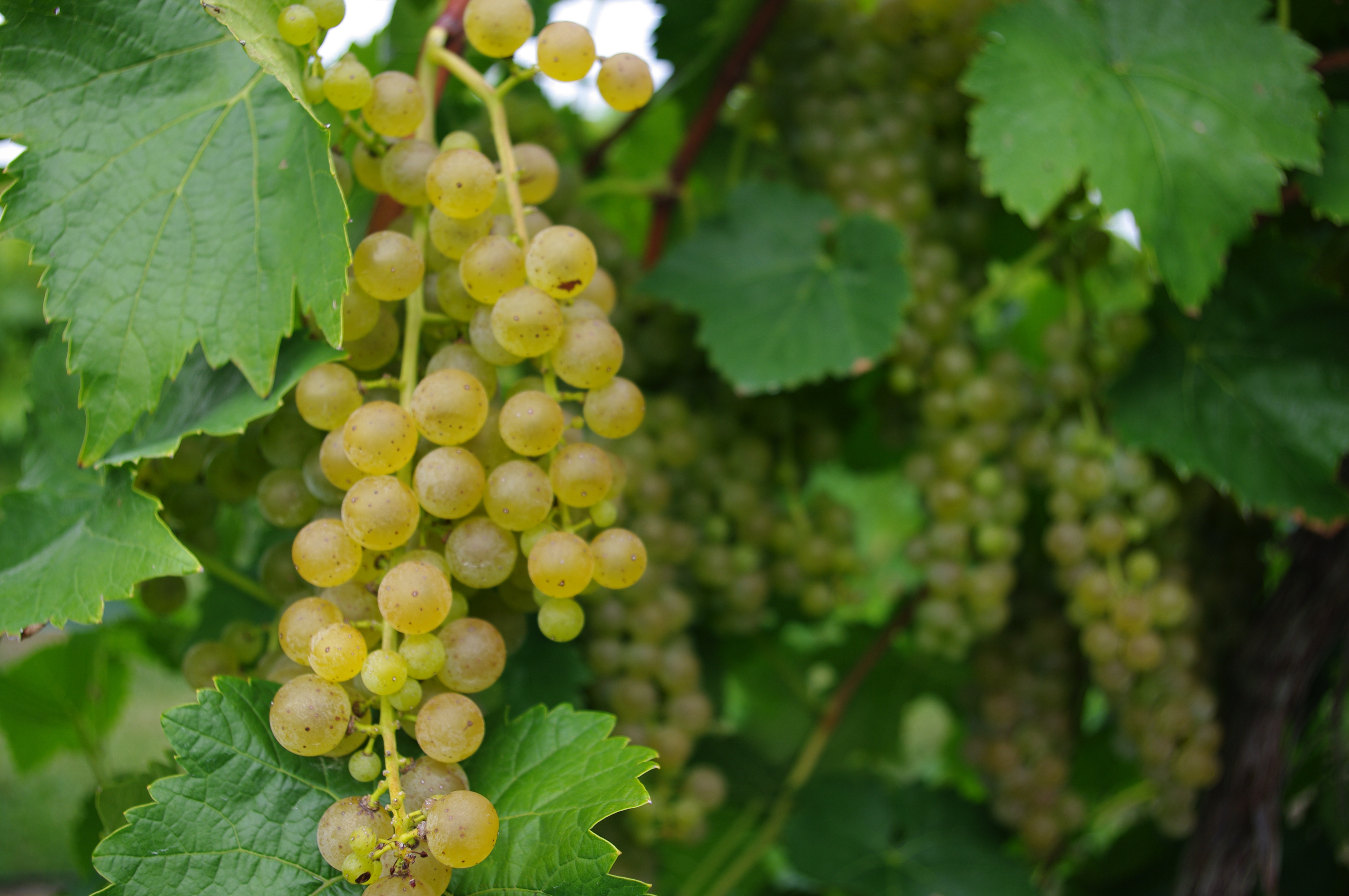 Vidal Blanc Grapes