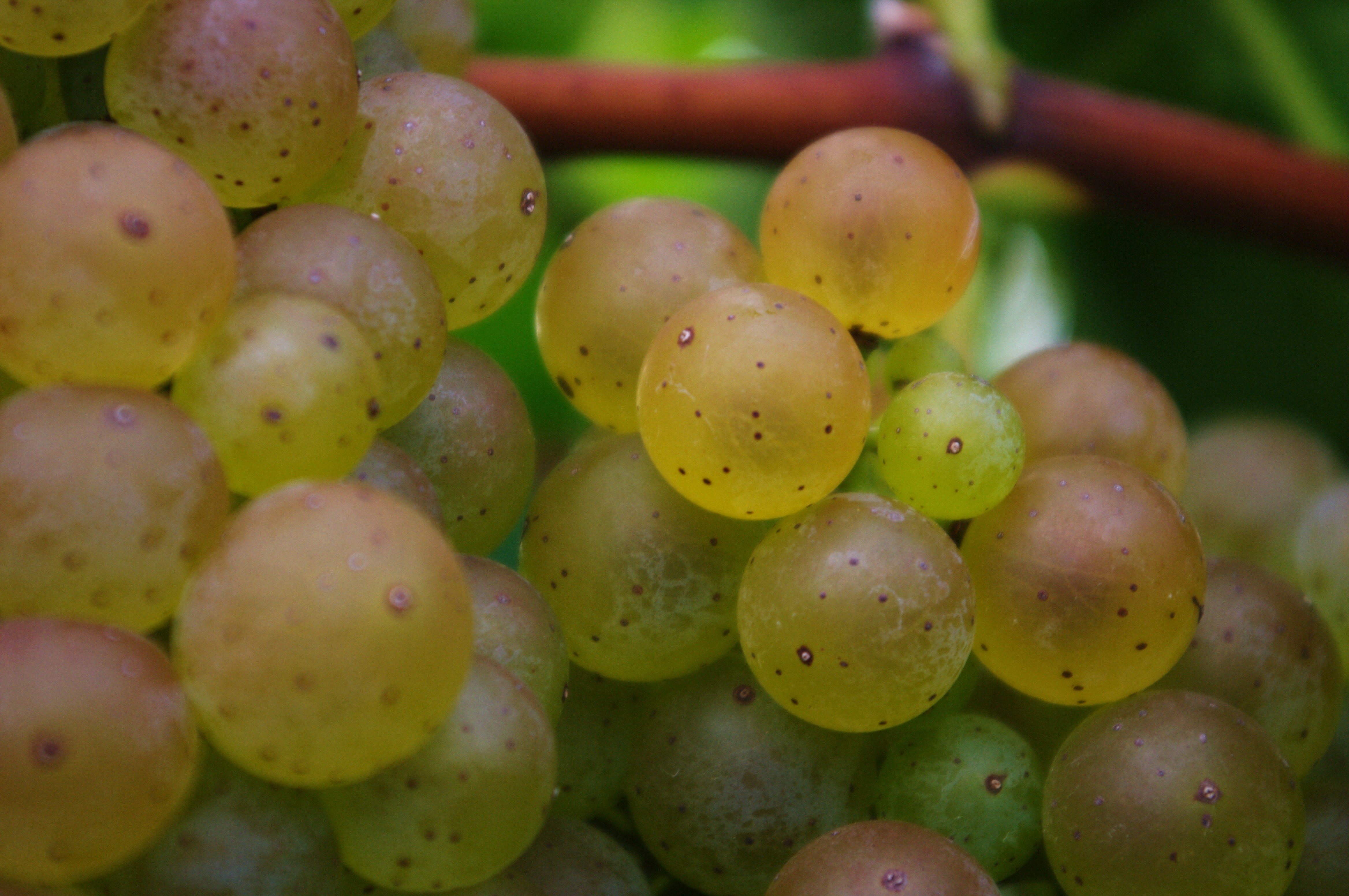 vidal blanc grapes