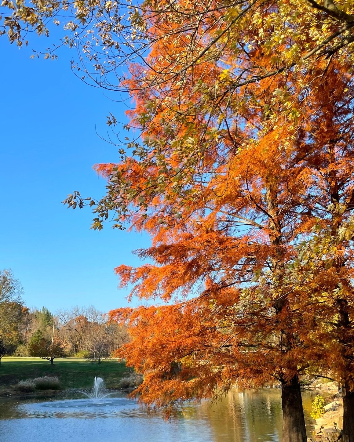 Fall tree with pond in the background